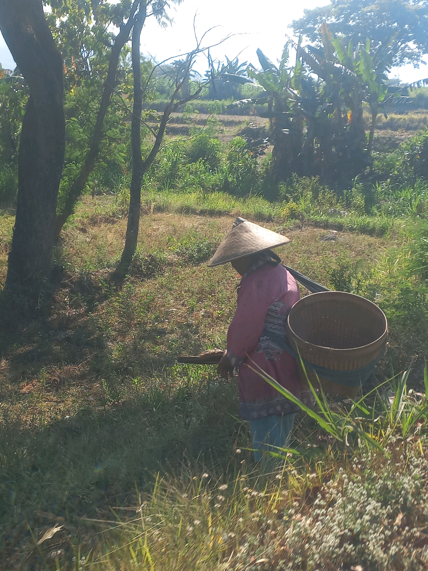 In Kedungombo, Indonesia, a person wearing a conical hat and a pink garment with blue pants walks through a grassy area. A large woven basket is slung over their back, secured by straps. The person appears to be carrying a tool, possibly for farming or harvesting. The background features trees, including banana trees, and a slightly sloped landscape under a bright sky. The lighting suggests it is daytime.