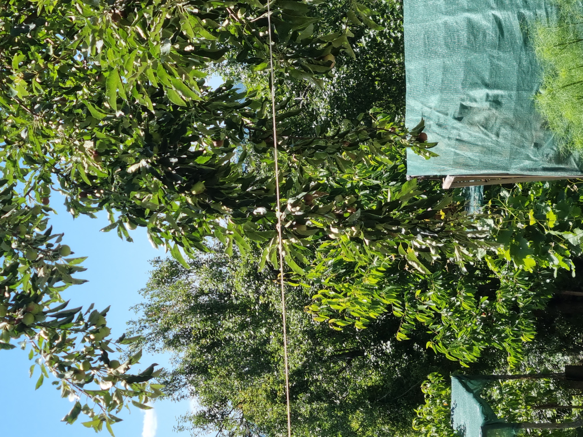 In Dabravka, Bulgaria, an outdoor scene unfolds beneath a clear blue sky. The foreground is dominated by the lush green foliage of trees, with some branches laden with fruit, likely apples, hanging low. A thin, horizontal wire stretches across the middle ground. To the right, a structure covered with a green mesh material is visible, partially obscuring the dense greenery behind it. The environment suggests a garden or orchard setting, with natural vegetation abundant. No people or animals are present in the frame.