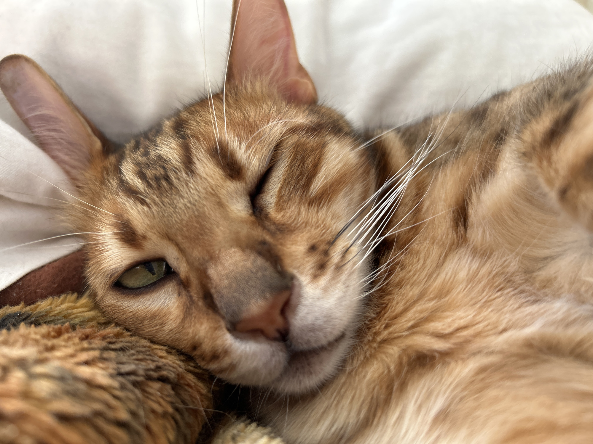 A close-up image features a tabby cat resting. The cat's head is positioned in the center of the frame, with its body extending towards the right. One eye is partially open, revealing a green iris. The cat's nose is a soft pink. It appears to be resting on a soft, textured surface, possibly a blanket. The background is slightly out of focus. There is no evidence of the location being Noviy, Russia.