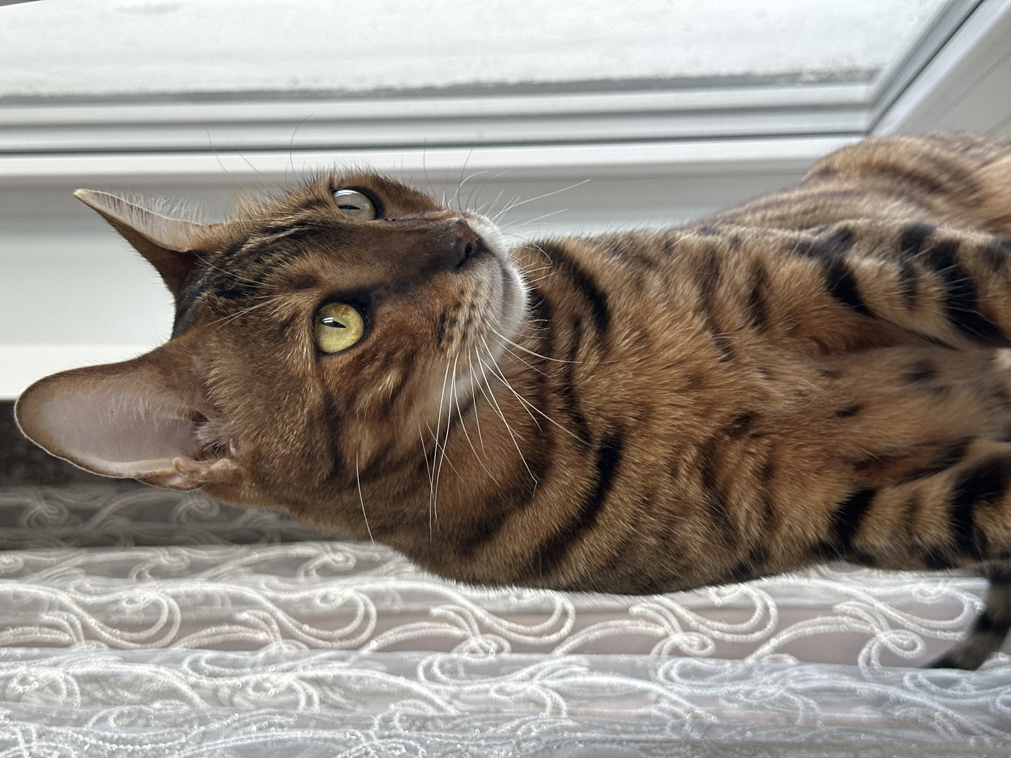 A Bengal cat with green eyes and brown tabby markings sits on a windowsill next to a white lace curtain and a window. The cat is looking to the right of the frame. The environment appears to be indoors, with natural light coming from the window. No people or specific location markers within Energetik, Russia are discernible.