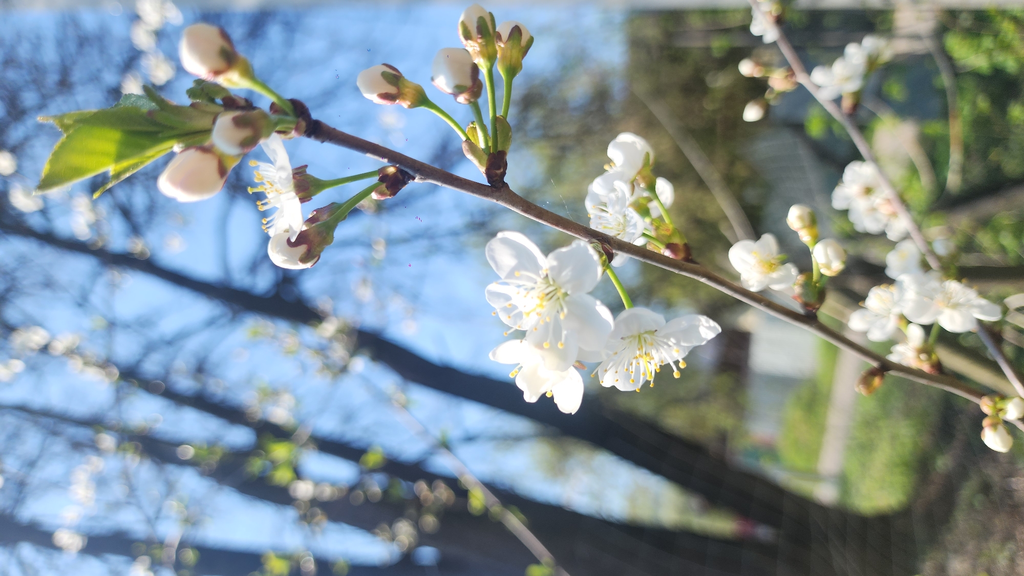 The image depicts a close-up view of a blossoming tree branch against a backdrop of a blurred urban environment. The tree branch features numerous white blossoms and buds, some in full bloom with visible yellow stamens. A few green leaves are also present. The background shows blurred shapes that suggest trees and possibly buildings, partially obscured by the out-of-focus blooming branches of other trees. The presence of blossoming trees and a partially visible skyline suggests an outdoor urban setting, potentially a park or a residential area with mature trees. Without definitive landmarks or specific features, it is impossible to confirm that the location is Moscow, Russia. The image composition focuses on the beauty and detail of the blossoms, creating a serene and naturalistic scene within an urban context.