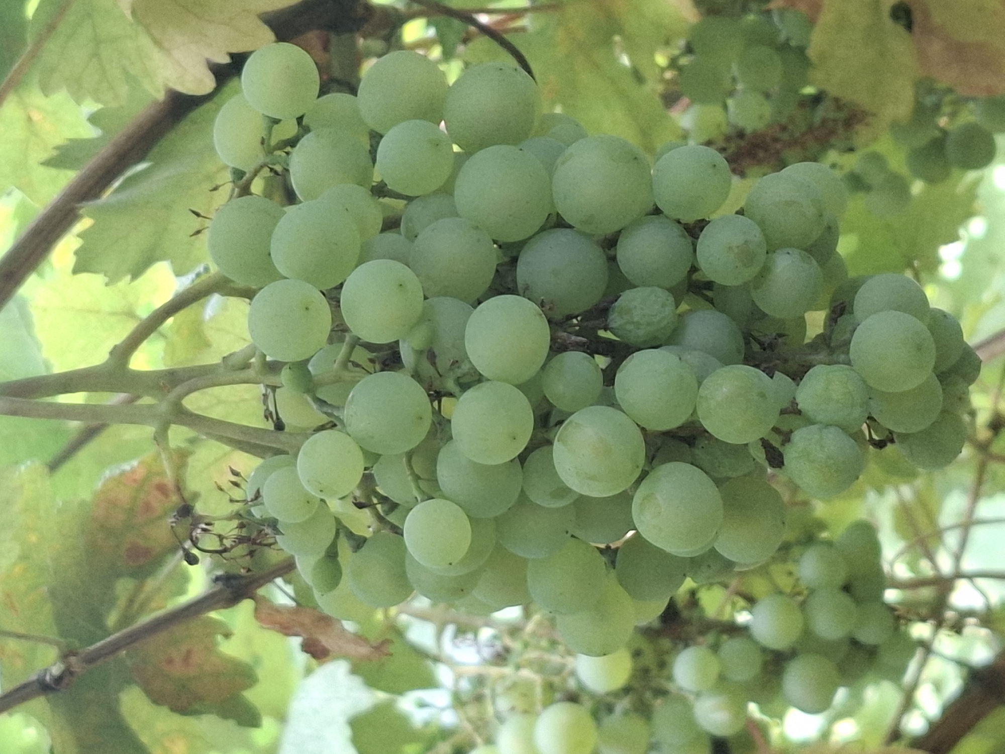 The image shows a close-up of a bunch of green grapes hanging from a vine, with green leaves and brown branches in the background. The lighting is natural and appears to be outdoors. The grapes are round and plump, with a light green hue. Some of the grapes show subtle variations in color and texture, indicating ripeness. The vine branches are thin and woody, with some smaller stems supporting the grape cluster. The leaves are broad and veined, some with slight browning at the edges. The overall impression is one of natural growth and abundance. The image is a photograph taken in Almaty, Kazakhstan, and depicts a vineyard. There are no people or animals visible in the image. The focus is entirely on the grapes and the plant they are growing on. The background is slightly blurred, suggesting a shallow depth of field, which further emphasizes the grapes as the primary subject.