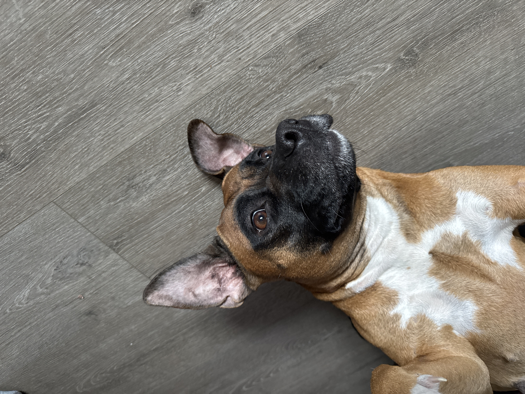 A tan and white boxer dog lies on a grey wood-look floor, appearing to be on its back. The dog's head is tilted, with its black nose and mouth facing upwards. One brown eye is visible, looking at the camera. The dog's ears are floppy, and the background is the floor. The location is not identifiable from the image.