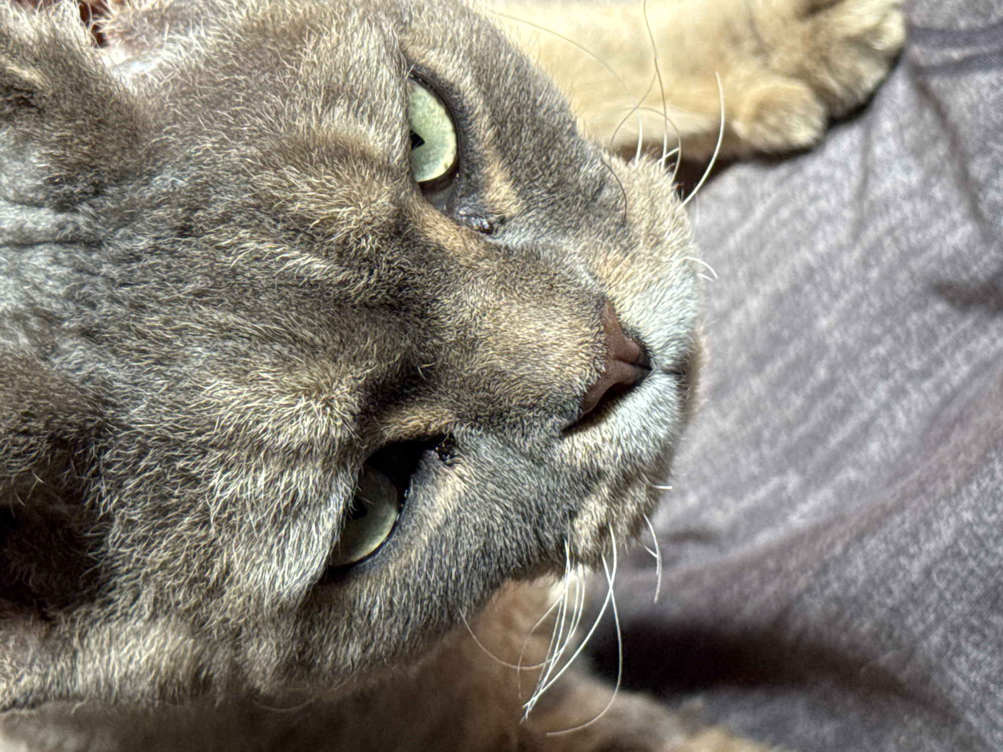 This media file is a close-up, high-angle shot of a cat's face, lying on its side on a textured, dark gray fabric surface. The cat appears to be a domestic short-hair with gray tabby markings, its fur detailed and slightly blurred in places. The cat's head is angled to the right, with its left eye prominently visible. The eye is a striking light green with a dark pupil, and the fur around it is thick and soft. The cat's nose is a dark pinkish-brown. Several white whiskers fan out from its muzzle, some curved and delicate, others thicker. The cat's ears are partially visible, blending into its head. The lighting seems to be soft, casting gentle shadows and highlighting the texture of the fur and fabric. There is no visible text in the image. The setting appears to be indoors, likely a home environment in Zassovskaya, Russia, given the provided location context. The cat's expression is calm, possibly relaxed or resting.