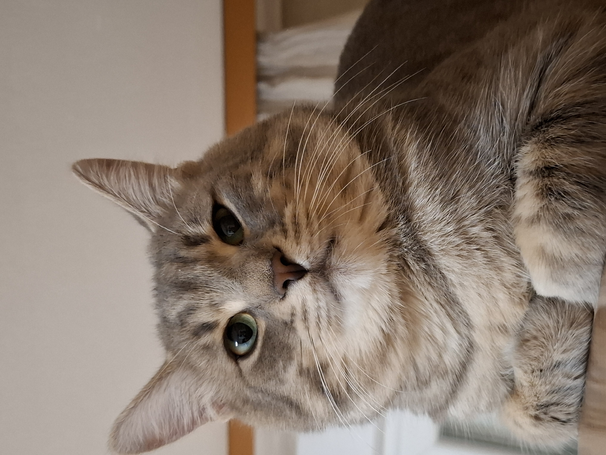 This close-up, sideways portrait captures a domestic tabby cat looking directly into the camera in an indoor setting in Novi Sad, Serbia. The cat features a striking coat of grey, brown, and cream fur with distinctive striped and swirling patterns. Its eyes are a vibrant green, sharply focused on the viewer, conveying a calm and curious expression. Prominent white whiskers extend from its muzzle, and its small, light brown nose is clearly visible. The background is simple and uncluttered, primarily a plain light-colored wall, possibly beige or off-white, with vertical wooden or light-brown elements visible on the right side, suggesting an interior space like a home. The lighting is soft and even, highlighting the intricate texture of the cat's fur. No specific activity is depicted beyond the cat's direct gaze and observation. There is no visible text within the image.