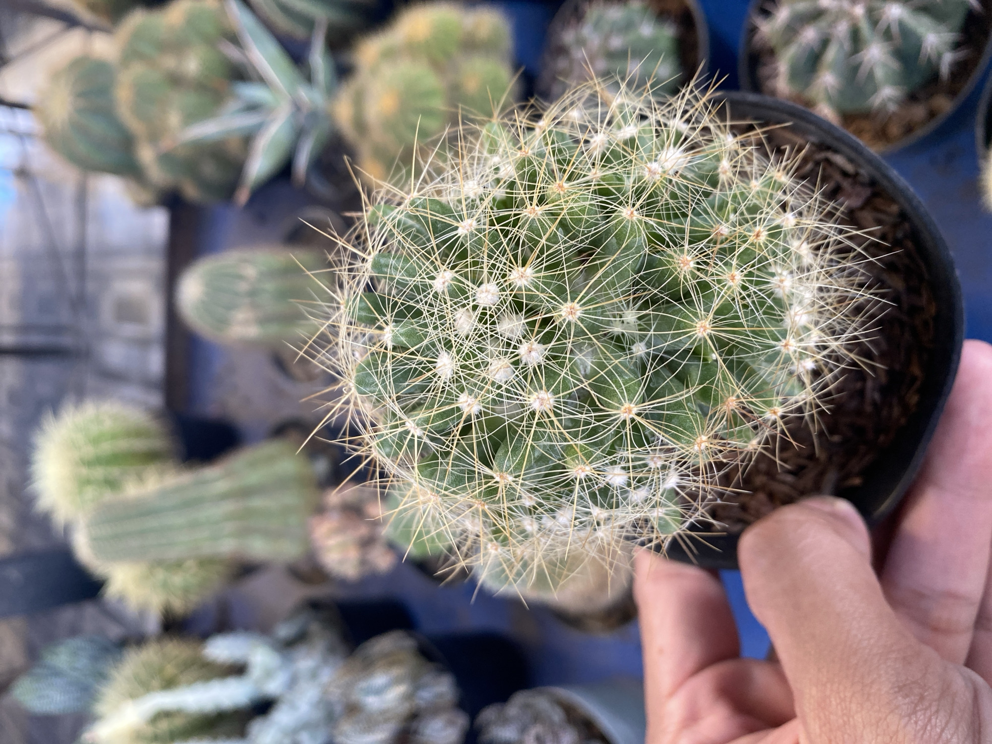 The image shows a close-up of a small potted cactus held by a person's hand. The cactus is round and covered in numerous sharp, white spines. In the background, other potted cacti and plants are visible, suggesting an outdoor market or nursery setting. The lighting is bright, indicating it's daytime. The image does not provide information about the location being in Banjarejo, Indonesia.