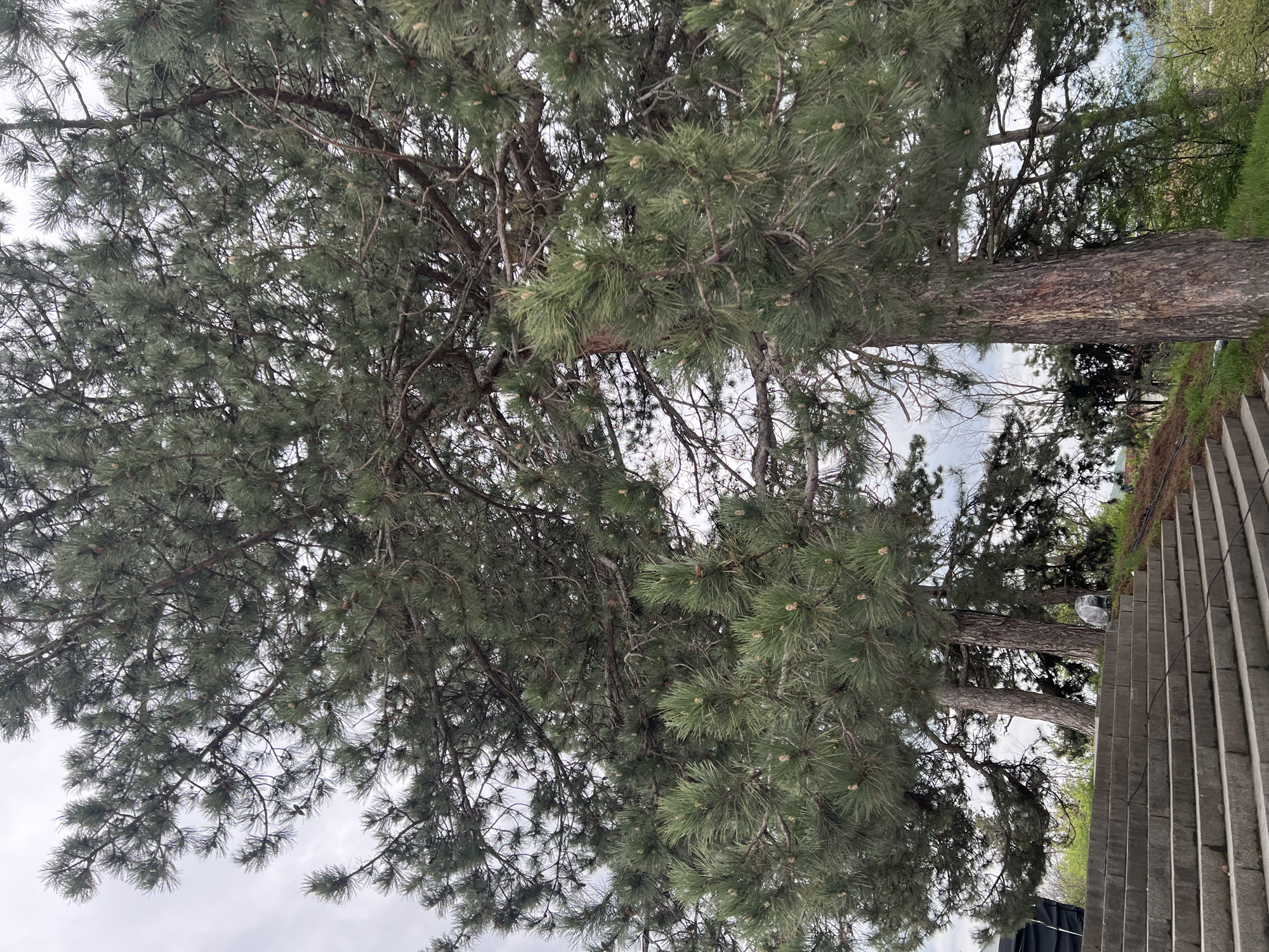The image, taken in Panagyurishte, Bulgaria, captures an outdoor scene dominated by a large coniferous tree, likely a pine, under a bright, overcast sky. The photograph is oriented vertically, showcasing the tree's extensive green canopy, which fills the majority of the left and center portions of the frame. The tree features dense, spiky needles and numerous small, light-brown cones scattered throughout its foliage. Its thick, dark-brown trunk with rough bark is visible on the right side of its canopy.
In the background, behind the main tree, additional tree trunks and green foliage are discernible. On the far right edge of the image, there is a man-made structure consisting of light gray, rectangular concrete or stone blocks, which form what appears to be outdoor steps or a terraced retaining wall. A patch of green grass is visible above this structure. Near the base of the main tree's trunk, adjacent to the steps, a small, transparent plastic object is subtly present.
The sky is predominantly white and bright, indicating an overcast daytime. No specific activity or event is taking place, and there are no people visible. The scene combines natural elements with urban or suburban landscaping. There is no discernible text in the image.