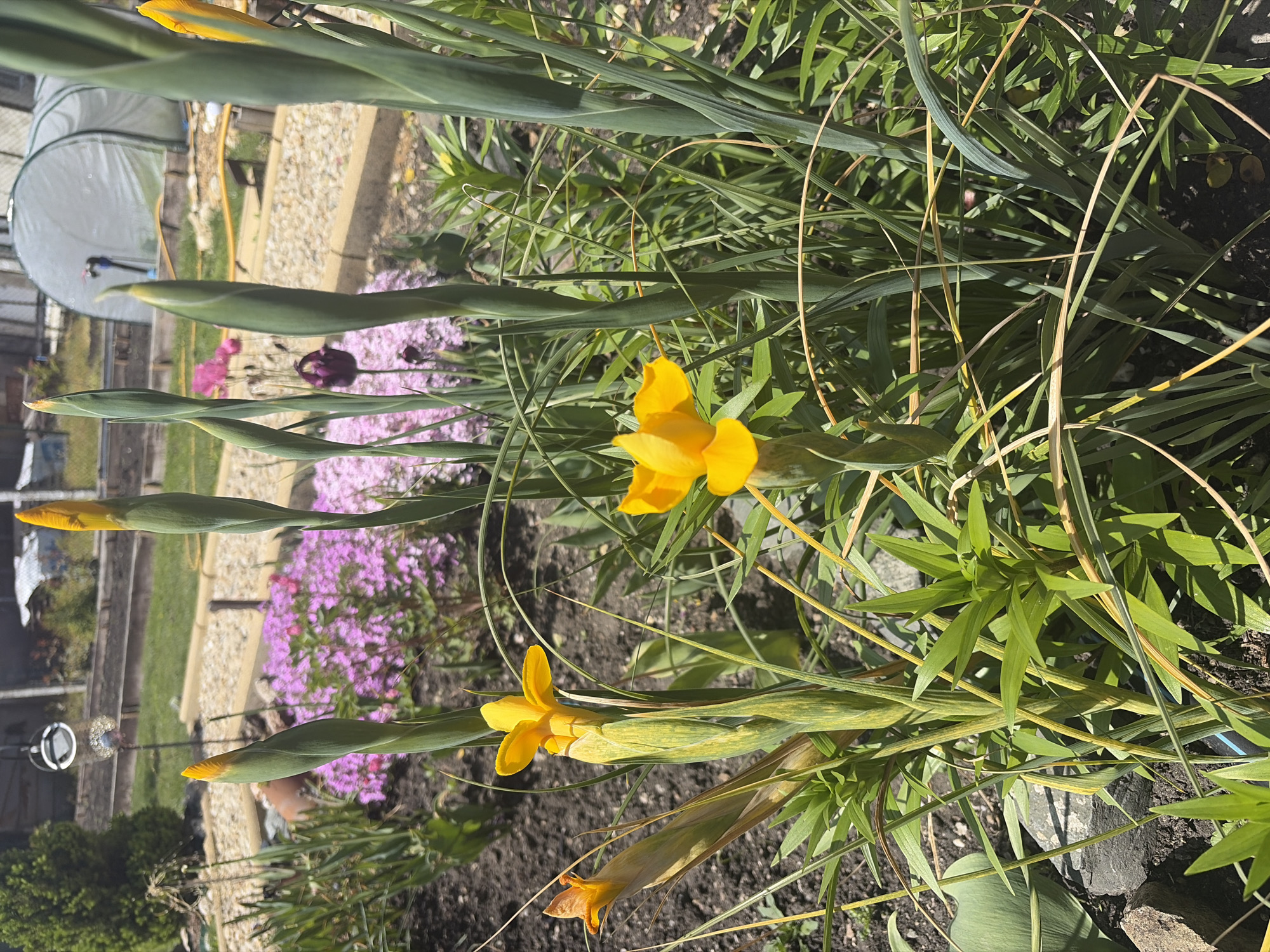 The image shows a garden scene, likely taken on a sunny day. In the foreground are yellow iris flowers in various stages of bloom, from closed buds to fully opened blossoms. These are surrounded by green foliage, including slender grass-like leaves.
In the background, a bed of small pink and purple flowers is visible, adding color and depth to the scene. Further back, there's a gravel path, and what appears to be a small greenhouse structure. Beyond that, a glimpse of a building and foliage suggests a residential or suburban environment.
The scene, according to the prompt, is located in Konstantinovo, Bulgaria. No people are visible in the image.
