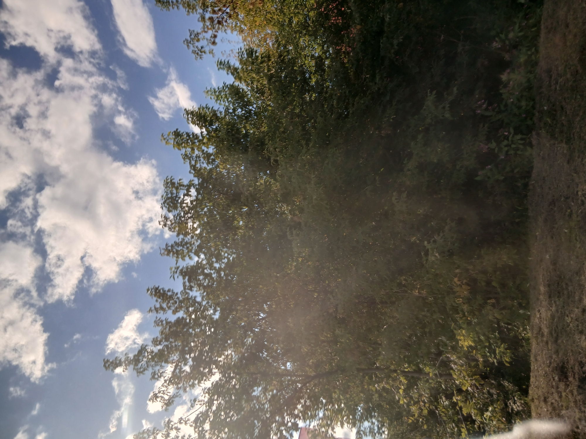 The image depicts a dense line of trees with lush green foliage against a bright blue sky dotted with white, fluffy clouds. The sun is visible through the trees on the left side of the frame, casting a lens flare that obscures some of the details. The trees extend across the entire width of the image, with varying shades of green and hints of yellow and red foliage suggesting the transition to autumn. The ground in the foreground appears to be covered in dry grass or dirt, and some small pink flowers are visible at the base of the trees on the right. The image seems to have been taken from a moving vehicle, as evidenced by the slight blur and motion effect. There are no people or specific objects that would indicate a particular location within a city.