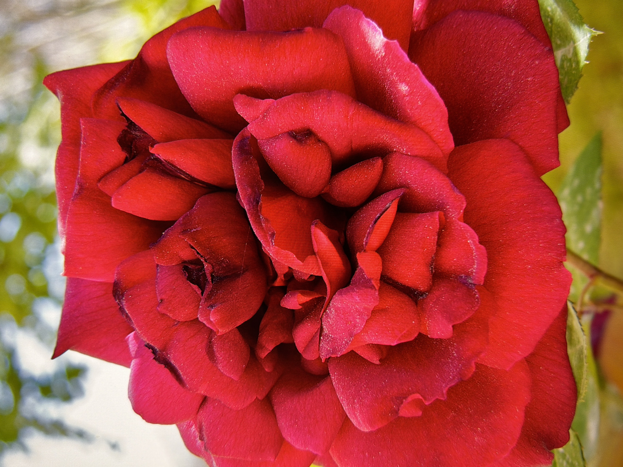 The image is a close-up, eye-level, vertical shot of a vibrant red rose in full bloom. The rose is intensely detailed, showcasing the velvety texture and layered structure of its petals. Numerous tiny speckles, likely dust or pollen, are visible on the surface of the petals, particularly in the inner curves. The lighting highlights the deep red hues and creates subtle shadows within the complex arrangement of the petals, giving the flower a sense of depth and volume. The background is softly blurred, with hints of green foliage and indistinct shapes of light, suggesting an outdoor environment, possibly a garden. The overall impression is one of natural beauty and the intricate detail of a single flower. There is no indication of any specific location within Kyiv, Ukraine.