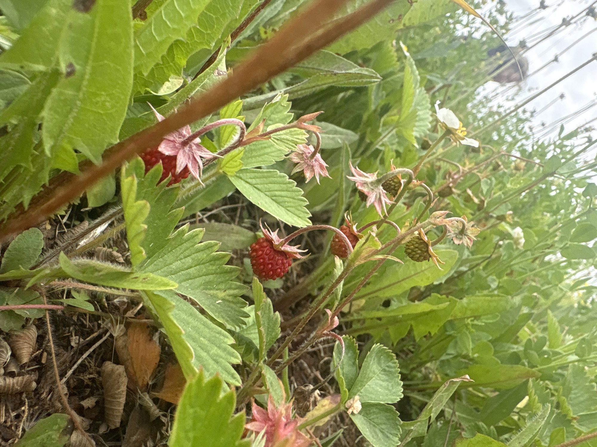 A close-up, shallow depth of field shot shows wild strawberries growing among green foliage and some dry leaves on the ground. In the background, out of focus, a person is visible from the chest up, facing to the left, with their head slightly tilted. The environment appears to be a natural outdoor setting, possibly a field or meadow, with a cloudy sky overhead.