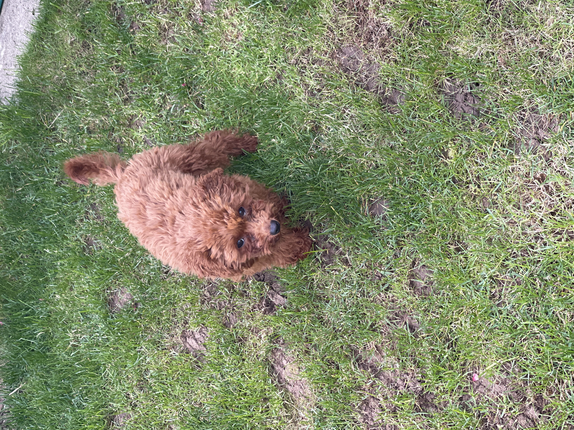 A medium-sized, brown, curly-haired dog stands on a patch of grass. The grass is green with areas of bare soil visible. The dog is looking up toward the camera. The location is unspecified and cannot be determined from the image.