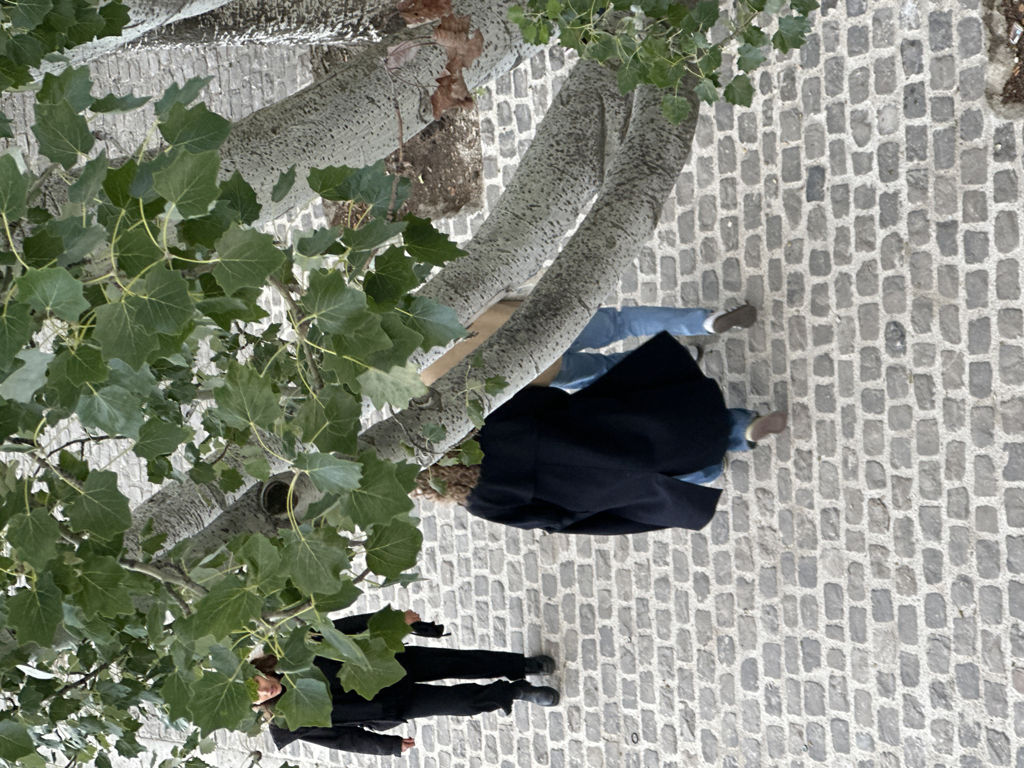 The image shows an overhead view of a cobbled Parisian street scene. A young woman wearing a black overcoat and jeans is standing next to a tree. An unidentified woman wearing a black suit is walking in the opposite direction. The tree has two trunks, both with a distinct white bark, and it has dense, leafy green foliage. The cobblestones are in shades of grey. The location appears to be somewhere in the city of Paris, France.