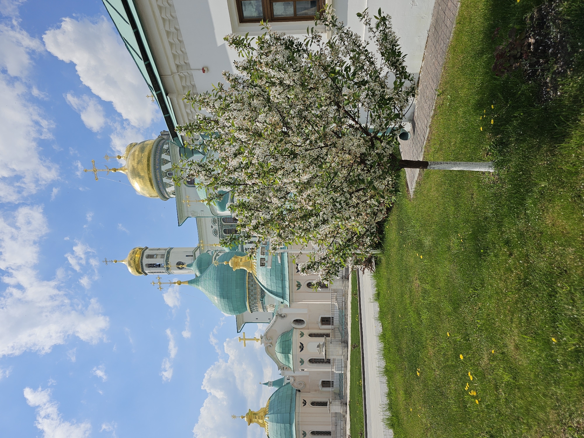 The image depicts the New Jerusalem Monastery in Istra, Russia, from a ground-level perspective. The monastery complex features a mix of architectural styles, with white walls, turquoise domes, and golden crosses prominently visible. A flowering tree with white blossoms stands in the foreground. A manicured green lawn extends along the right side of the image, alongside a paved walkway. The sky is blue with scattered clouds.