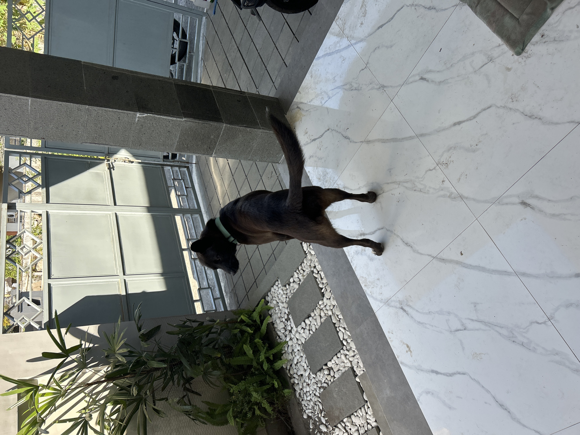 A medium-sized, dark-colored dog with a light green collar stands on a light-colored tiled patio, facing away from the camera and looking to its left. The dog is positioned in the lower center of the frame. Behind the dog, a gray stone pillar is visible on the right, and a gray metal gate with a decorative diamond pattern is in the background. To the left of the pillar and gate, a lush green plant with large leaves is situated next to a wall. The ground in front of the gate is paved with gray tiles interspersed with white stones and stepping stones. The scene appears to be an outdoor area, possibly a courtyard or entryway, in Sukawati, Indonesia. The lighting suggests it is daytime, with shadows cast by the plant and the pillar.