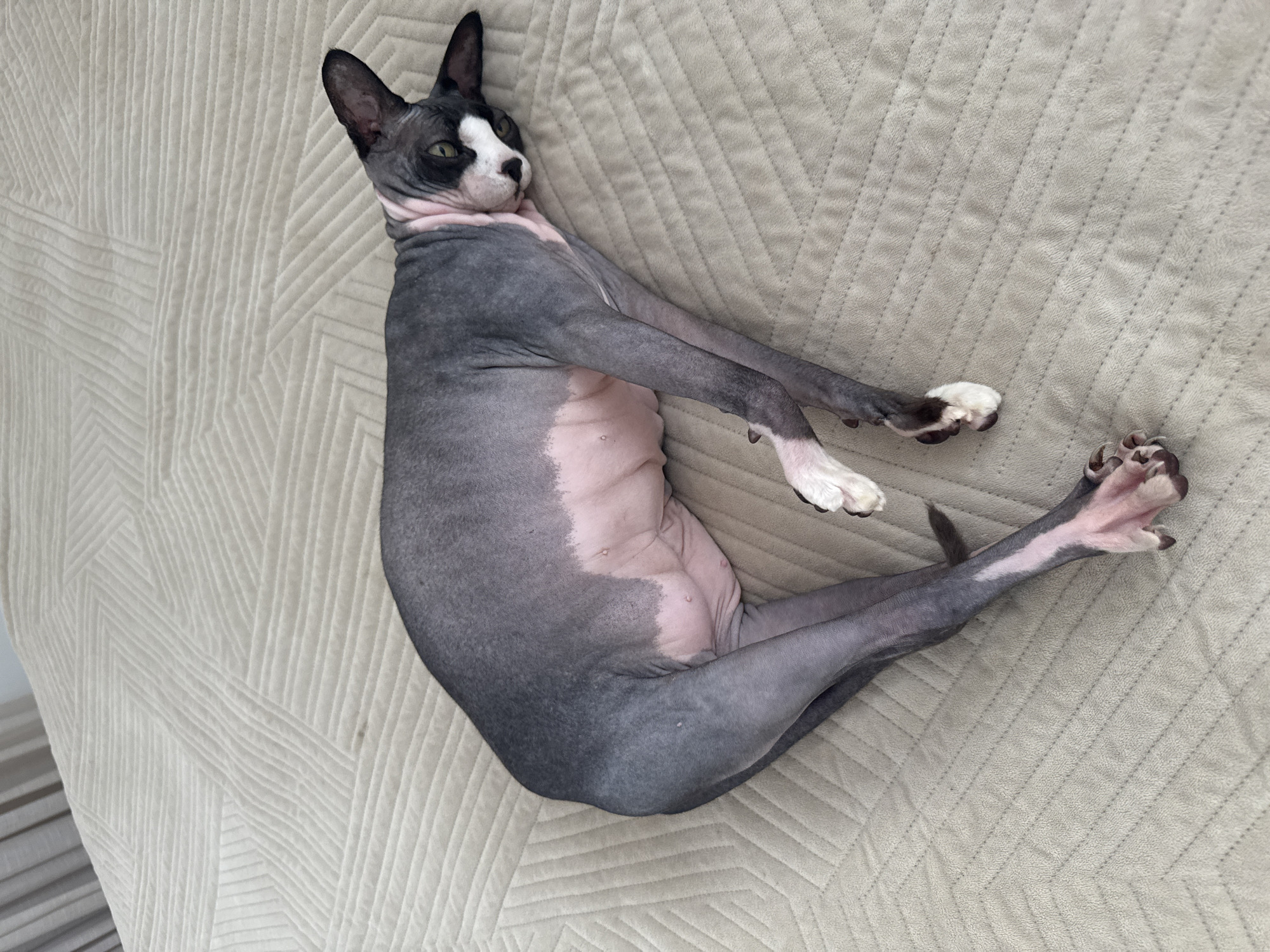 A hairless cat is lying on a beige quilted surface, possibly a bed or couch. The cat has dark grey skin with patches of pink on its belly and legs. It has large ears, a short snout, and striking green eyes with dark markings around them. The cat is stretched out on its side, with its front paws crossed and its hind legs extended. The quilted surface has a geometric pattern of raised lines. The background is blurred and appears to be a wall and possibly a curtain. The scene is indoors. The image was taken in Netanya, Israel.