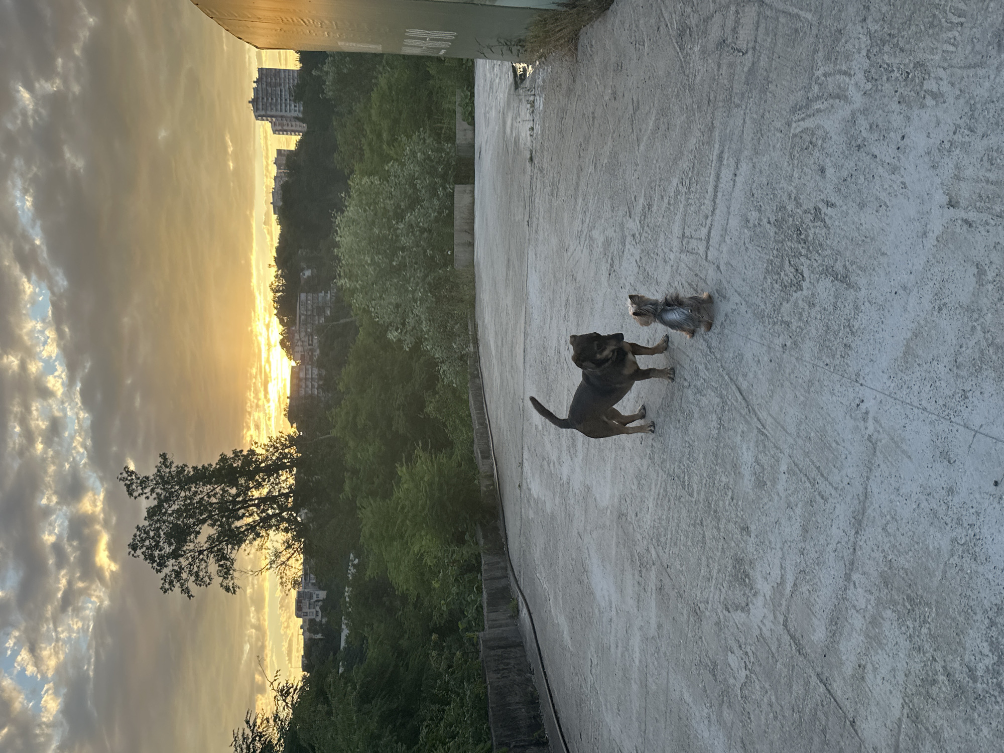 The image captures a sunset over a city skyline, likely Razdolnoye, Russia, viewed from an elevated concrete surface. Two dogs, a larger dark-colored dog and a smaller, lighter-colored dog, stand on the concrete. The larger dog is facing the smaller dog, which is facing away from the camera. In the background, a dense line of trees separates the concrete area from a cityscape with buildings, including several high-rise structures. The sky is filled with dramatic clouds illuminated by the setting sun, casting a warm, golden glow. The concrete surface appears aged and weathered, with visible cracks and tire marks. A dark green structure with some writing on it is visible on the right side of the image.