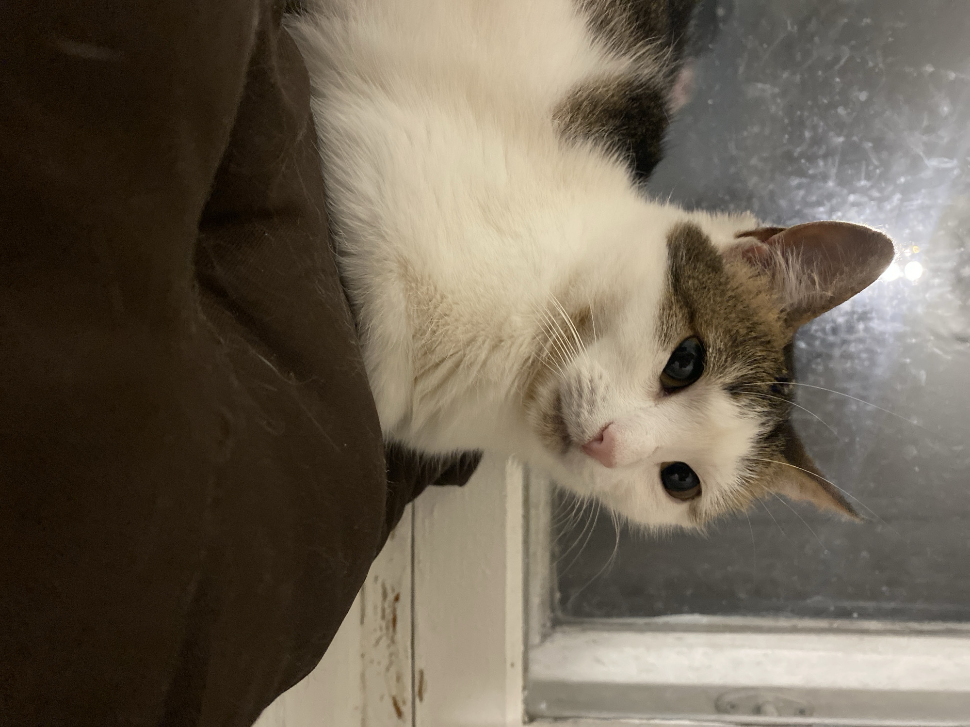 A medium shot captures a cat resting on a brown cushion in front of a window. The cat, a calico with white, brown, and black patches, is positioned in the center of the frame, facing to the right. Its gaze is directed away from the camera, and its ears are perked up. The window behind the cat is slightly frosted or dirty, with a white frame visible on the right side. The brown cushion appears soft and textured. The lighting suggests an indoor environment, possibly at dusk or night due to the dimness and the appearance of the window. No other subjects or specific locations within a city are discernible.