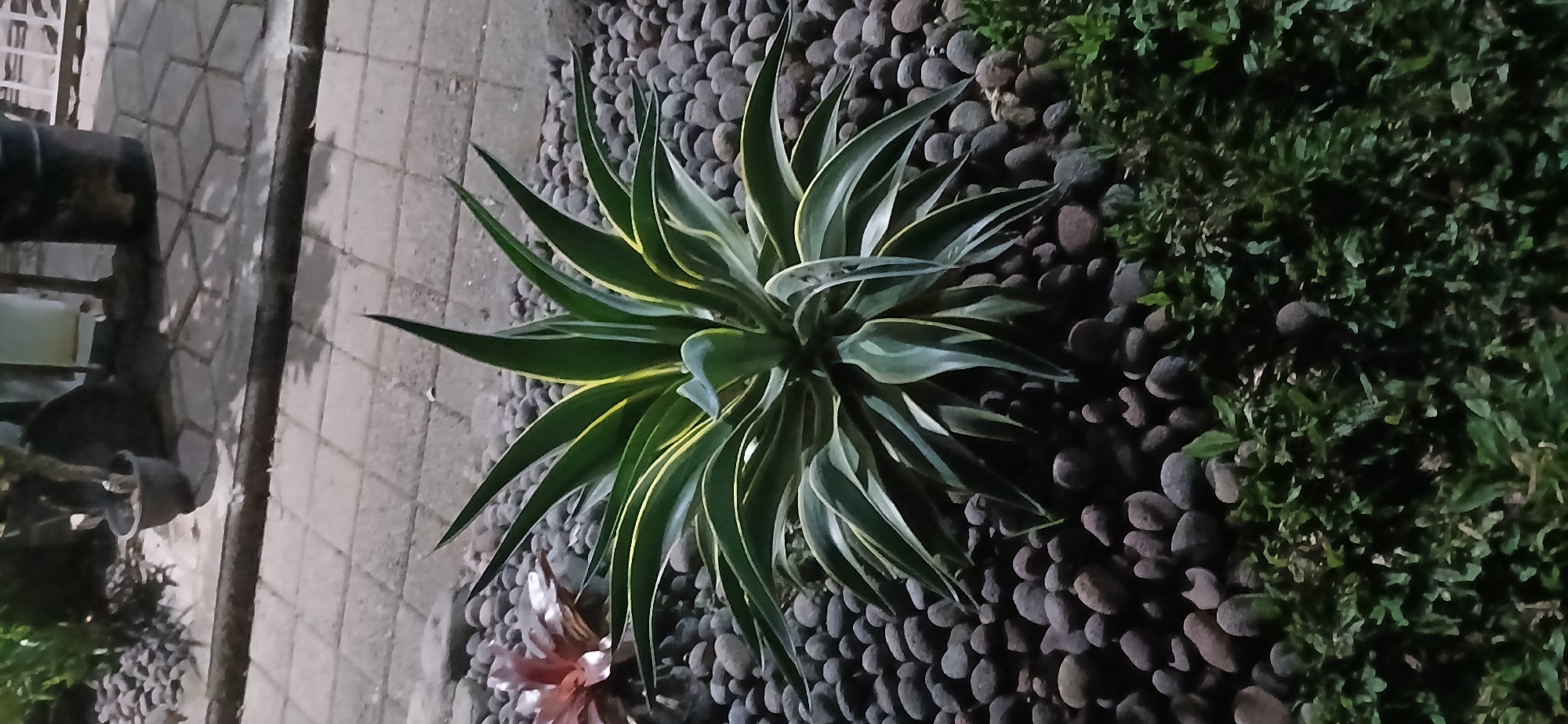 A Variegated Agave plant with green leaves edged in yellow sits in a bed of dark, smooth river rocks. The plant is centrally located in the frame, with its spiky leaves fanning outwards. To the left of the agave, a reddish-purple plant is partially visible, also surrounded by the river rocks. In the background, a paved walkway made of square, light gray concrete tiles is visible, with shadows cast upon it. Beyond the walkway, the scene is blurred but suggests outdoor potted plants and possibly some sort of industrial barrel. The overall lighting suggests dusk or nighttime, with the scene illuminated by artificial light, casting subtle shadows. There are no people visible in the image. The location is Kademangan Kulon, Indonesia.