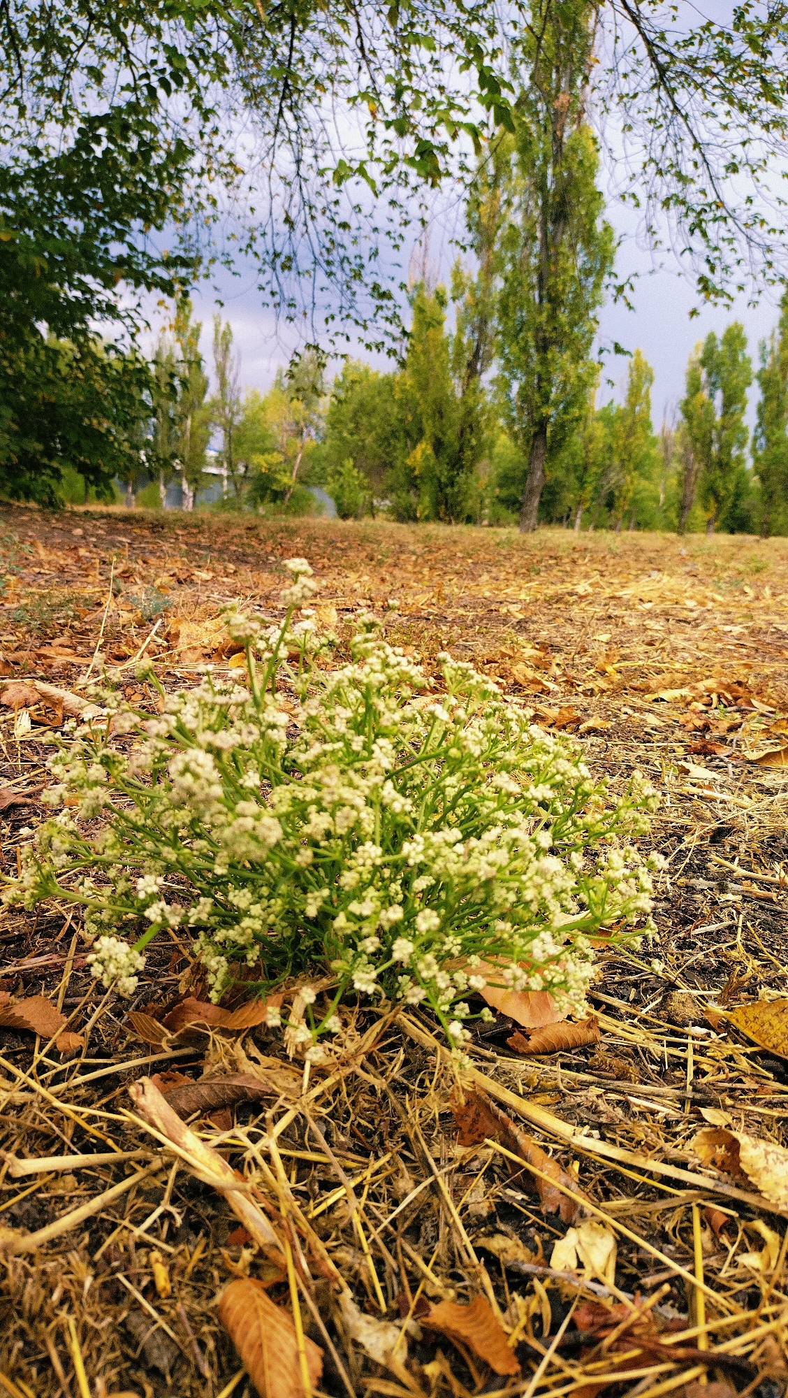 The image depicts a low-angle view of a cluster of small white flowers growing on a patch of dry grass and fallen leaves in a park-like setting. In the background, several tall trees with green foliage are visible, interspersed with other vegetation and what appears to be a building in the distance. The sky above is overcast. The scene is devoid of people or any apparent human activity. The overall impression is one of a natural outdoor environment, likely in a public space such as a park within the city of Horishni Plavni, Ukraine.