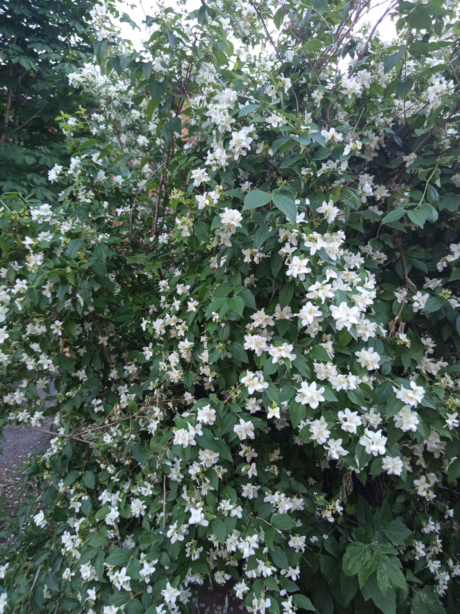 A dense bush filled with small white flowers and green leaves is pictured. The bush is in full bloom, with many clusters of delicate white blossoms. The leaves are dark green and oval-shaped. Some of the branches are visible, appearing thin and woody.
The setting appears to be outdoors, possibly in a garden or park. The lighting suggests it could be daytime, as the flowers are brightly illuminated, though the sky is not visible to determine the exact time or weather. The ground on the left side of the image shows some pavement or gravel, and a dark, leafy shrub is visible in the upper left background.
There are no people or animals visible in the image. The focus is entirely on the flowering bush, highlighting its natural beauty and abundance of blooms. The overall impression is one of a lush and vibrant natural scene. No text is visible in the image. The location context is Novotroitsk, Russia.