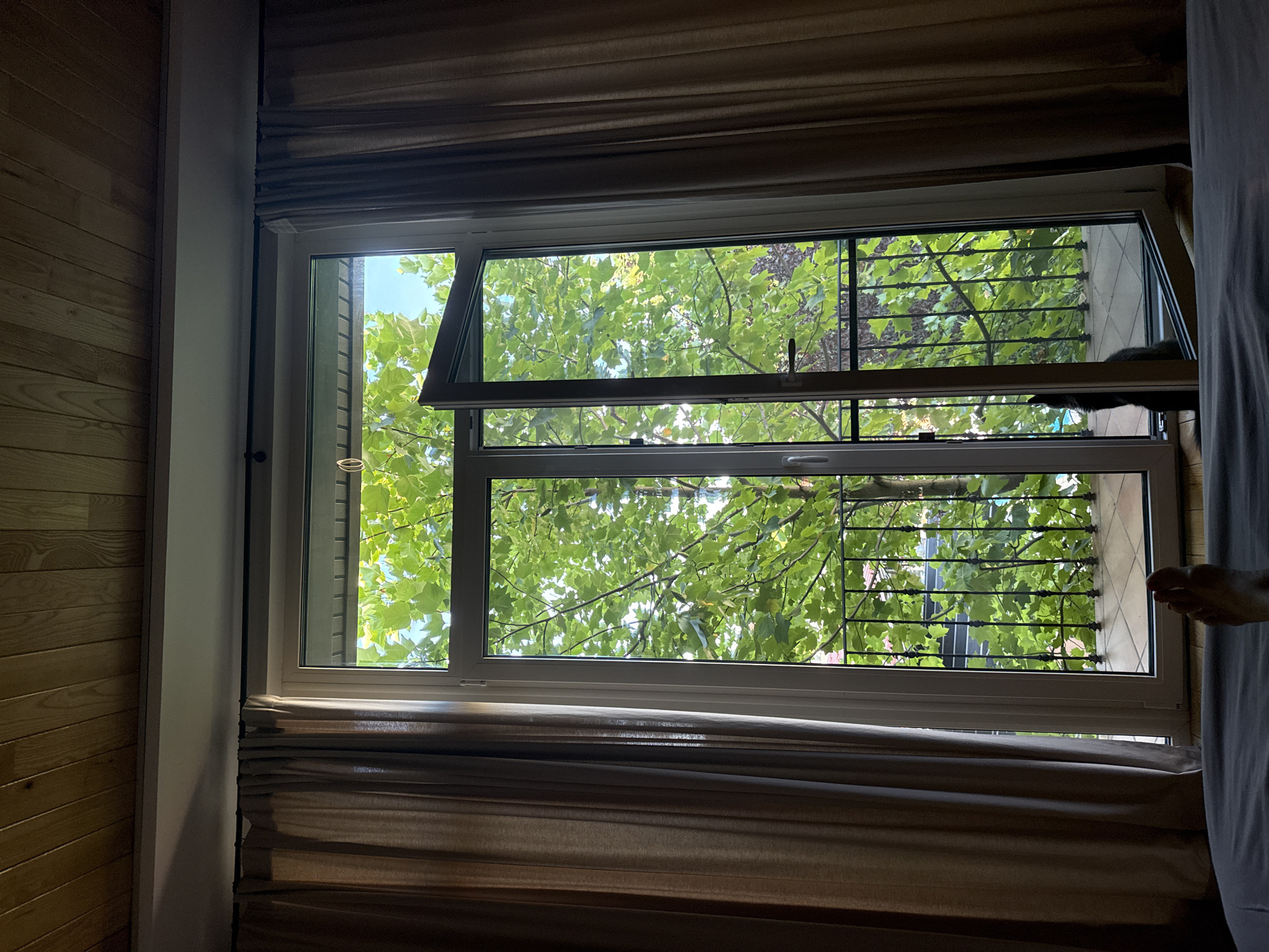 The image shows a view from a room looking out of a large open window at a tree with green leaves. The room has wooden-paneled ceiling and beige curtains on either side of the window. A balcony with a black metal railing is visible outside the window. A person's foot is visible at the bottom left of the image. A black cat is sitting on the balcony outside the open window. The location is Odesa, Ukraine.