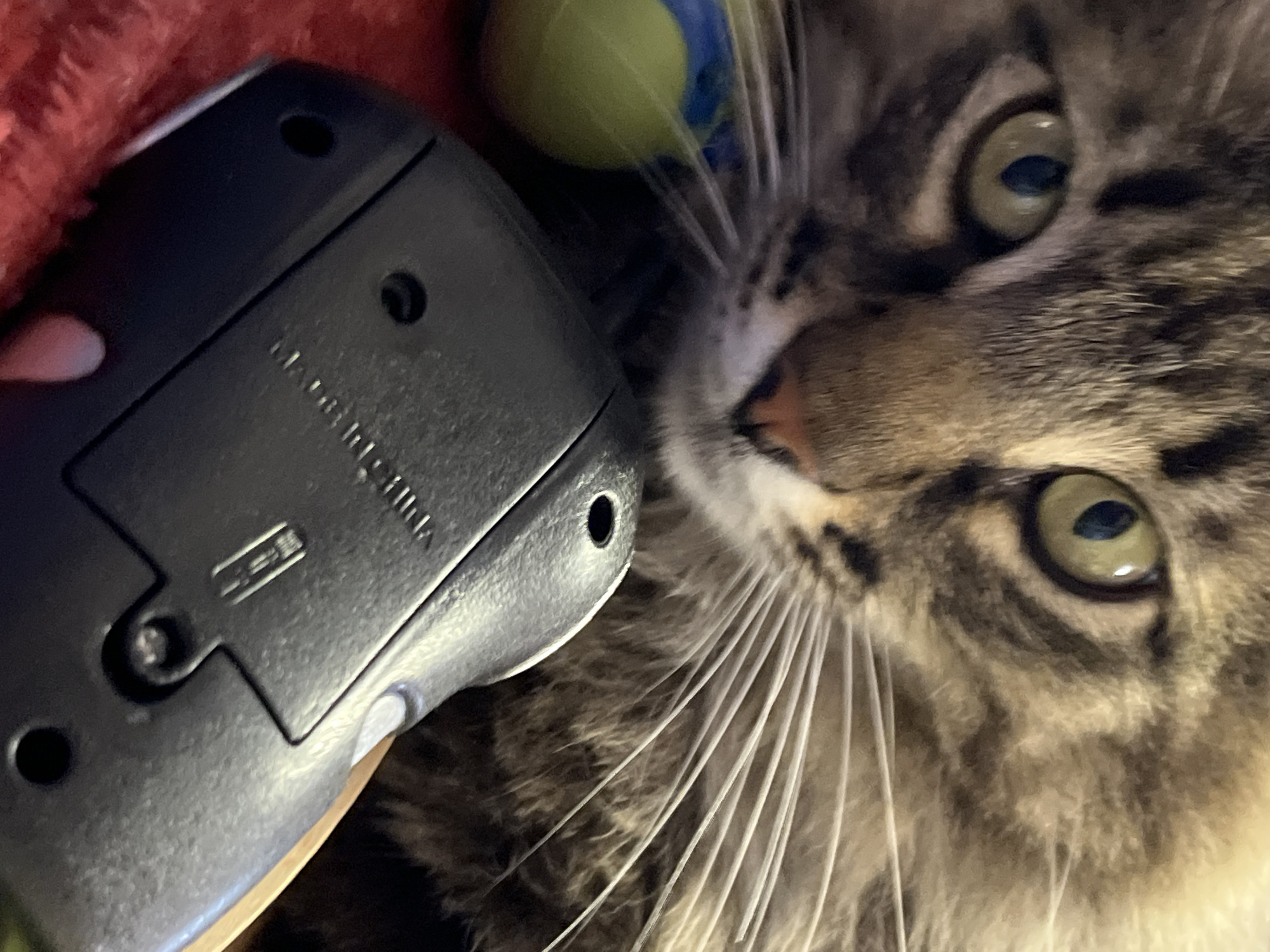 An extreme close-up shot captures the face of a fluffy, long-haired tabby cat. The cat's large, green eyes are the focal point, with dark pupils and intricate patterns of brown and black fur surrounding them. The cat's nose is pink and slightly damp. To the left of the cat's face, partially obscured by its fur, is a blurred yellow and blue ball, presumably a toy. In the foreground, a black electronic device, possibly a remote control or a small handheld gadget, is positioned horizontally across the frame. The device has visible screw heads and markings that indicate it is "MADE IN CHINA." The background is a soft, reddish fabric, likely a blanket or upholstery. The lighting is dim, emphasizing the textures of the cat's fur and the device. The overall impression is intimate and domestic. The image was taken at the city of Krasnyye Barrikady, Russia.