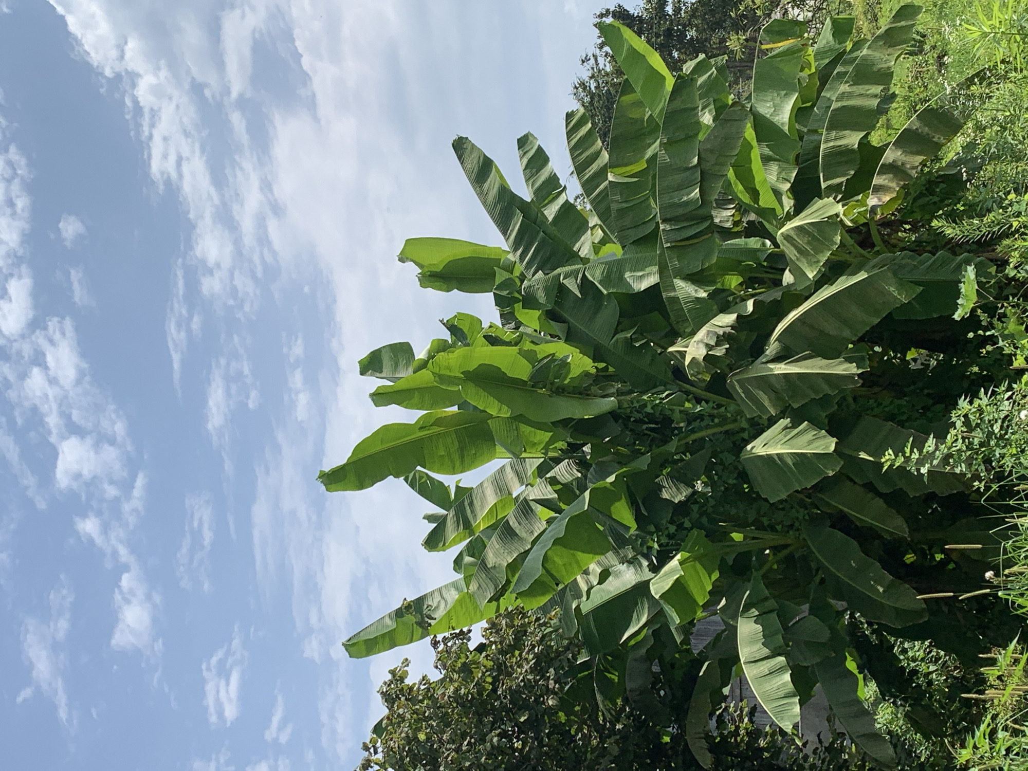 A low-angle, outdoor, full shot captures a vibrant green banana tree against a bright blue sky with scattered white clouds. The banana tree dominates the frame, its large, lush leaves fanning out in various directions, some showing signs of wear or damage. To the left, the dark green foliage of another tree provides a contrasting backdrop. The lower portion of the image reveals a dense undergrowth of green plants and grass. The scene is likely a natural setting within or on the outskirts of Kakhati, Georgia.