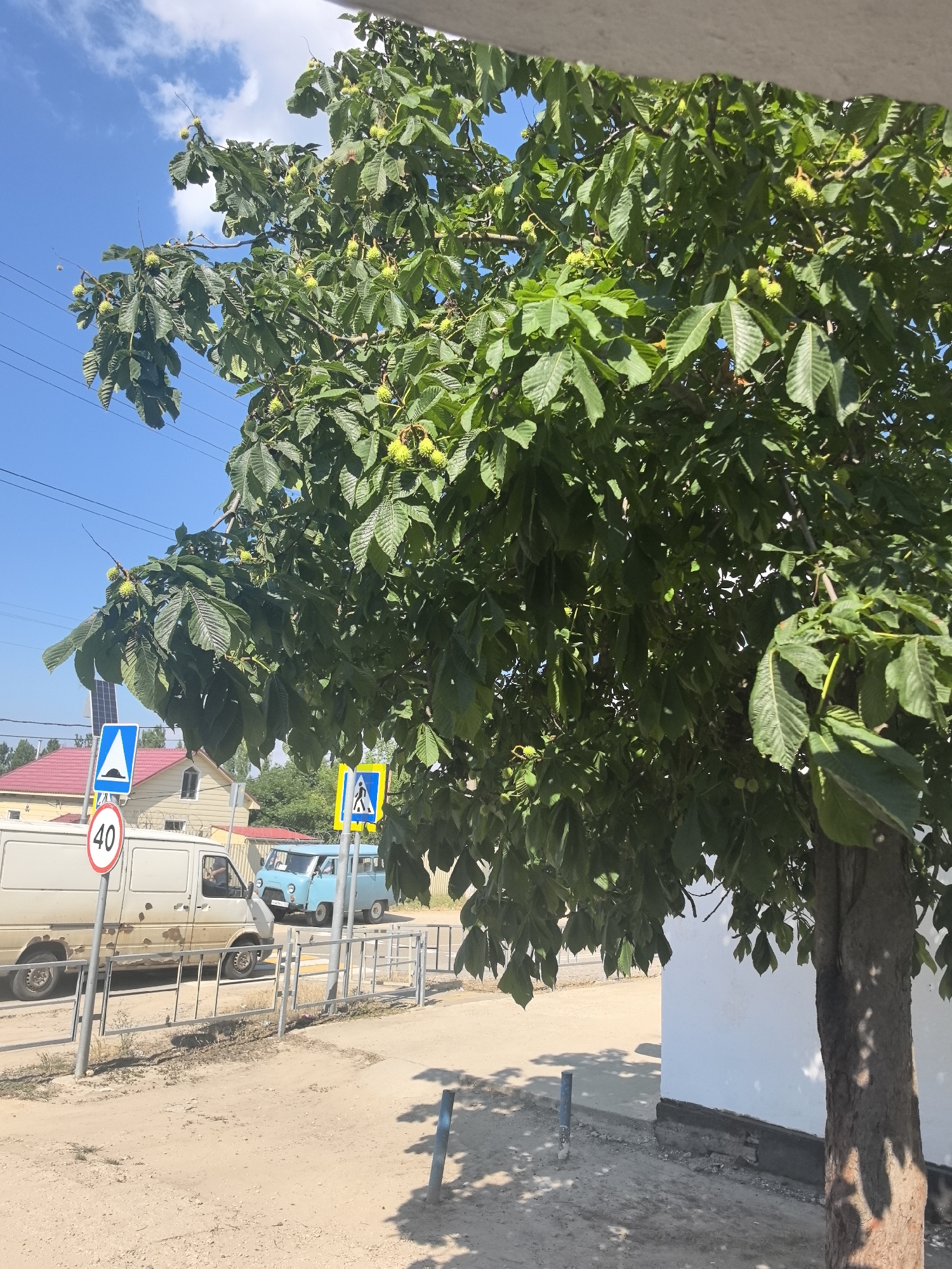 A bright, sunny day is captured in this medium shot of a street scene. The foreground is dominated by the lower trunk of a large tree with rough bark, its shadow dappled across the sandy ground. To the left, a beige van is parked beside a street with a metal railing. A circular sign with "40" in red lettering and a triangular sign with a blue background and white symbol are visible. Further down the street, a blue van is parked. A pedestrian crossing is indicated by a yellow and blue sign. In the background, there are houses with red roofs and solar panels. The sky is clear blue with a few white clouds.