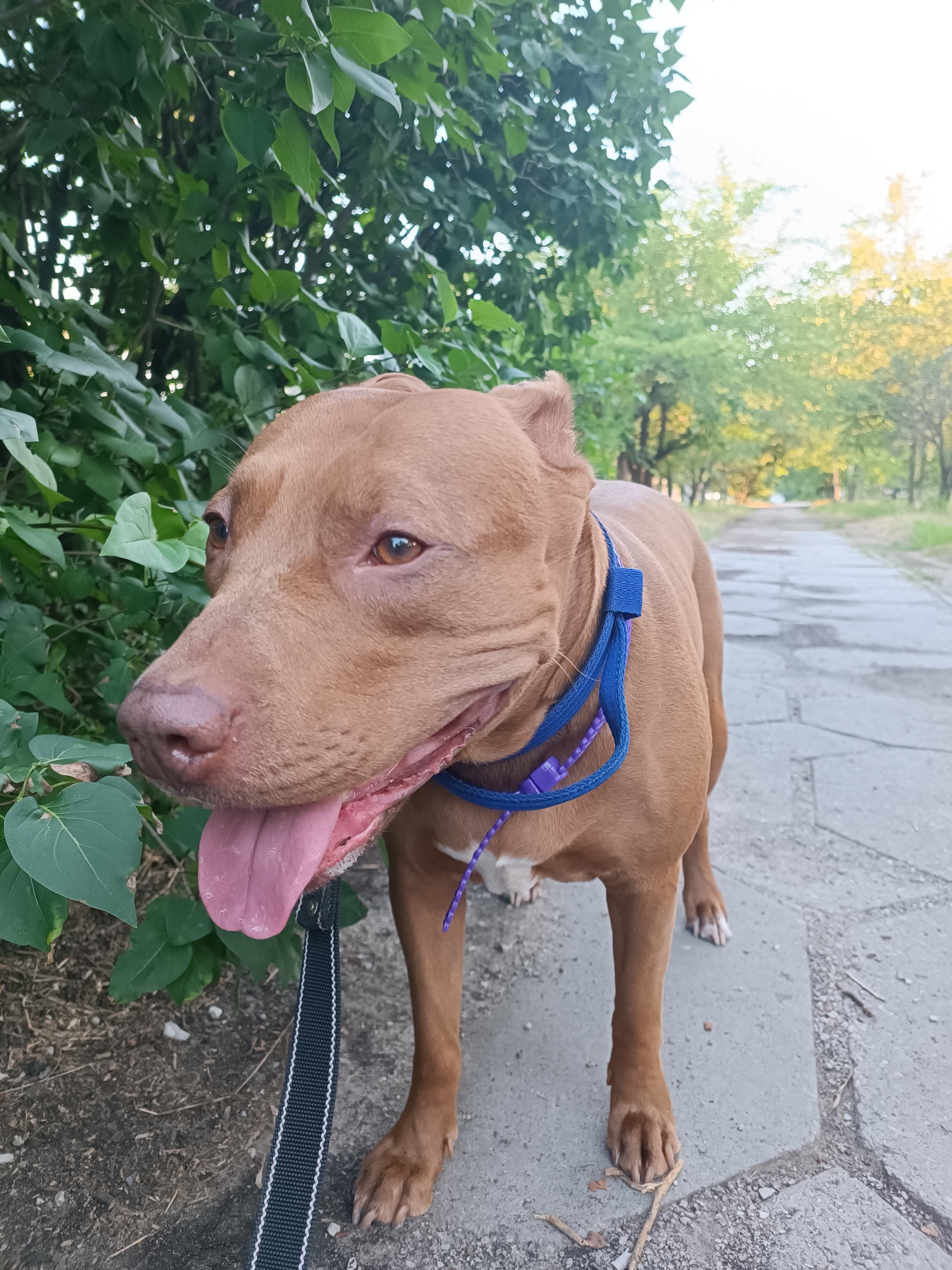 A brown pit bull stands on a paved path, its tongue lolling out and a blue collar with a purple leash around its neck. Green bushes are to its left, and trees line the path to its right, with a bright sky overhead. The scene appears to be a park or recreational area, possibly in Zaporizhzhia, Ukraine, given the context. The dog is looking to the left of the frame.