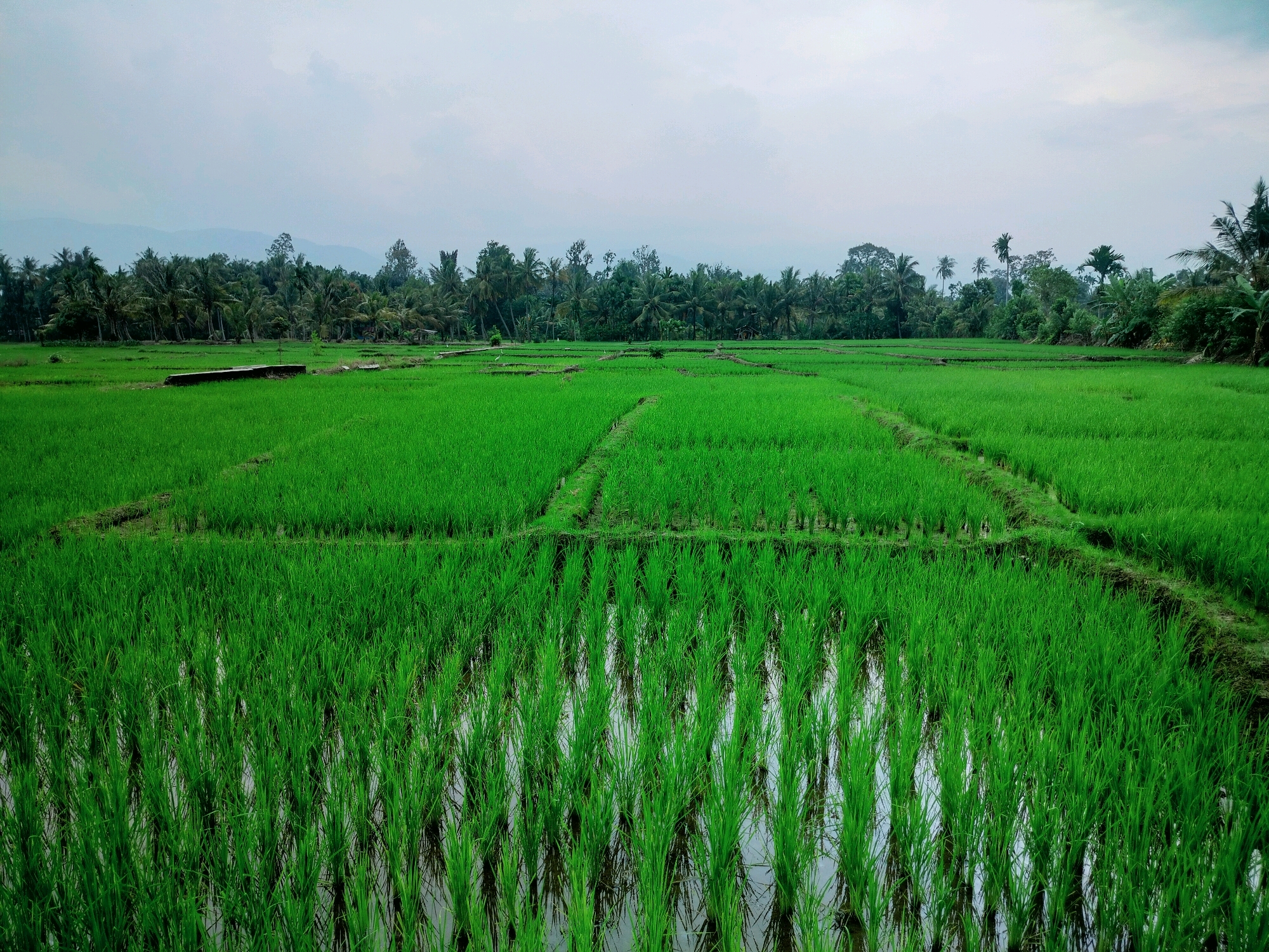 The image depicts a lush, green rice paddy field under a cloudy sky in Lembahalas, Indonesia. The foreground is dominated by rows of young rice plants, partially submerged in water, creating reflections. The field is sectioned into several rectangular plots, demarcated by raised earth or pathways. In the middle ground, the rice plants appear slightly taller and denser. A long, dark, rectangular object, possibly a discarded piece of lumber or a small structure, is visible on the left side of the field. The background is a dense line of various trees, including palm trees, with distant, hazy mountains or hills visible on the horizon. The overall scene is one of natural agricultural landscape.