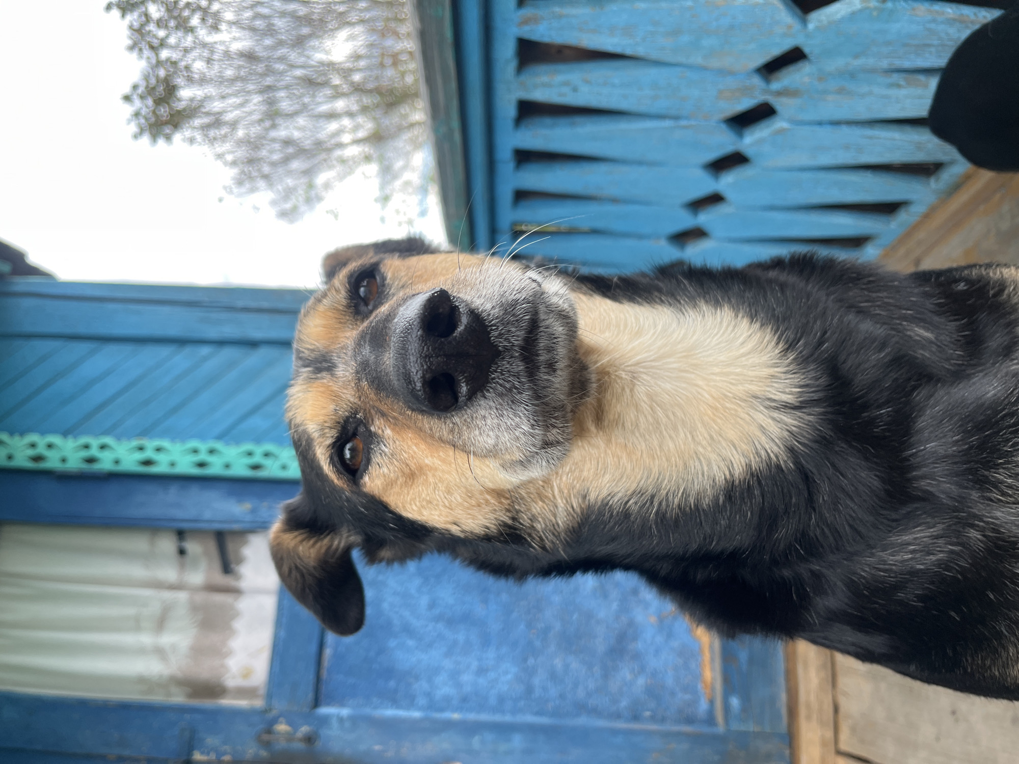 A medium shot captures a dog with black and tan fur looking slightly off to the left. The dog is positioned in the foreground, taking up most of the frame. Behind the dog, a bright blue wooden structure with carved detailing is visible. This structure appears to be a porch or part of a building exterior, with a wooden floor in front of it. A white curtain is visible through an opening in the blue structure. The background shows a blurry image of trees and a bright, overcast sky. The overall scene suggests an outdoor setting, likely on a porch in a rural or suburban area.