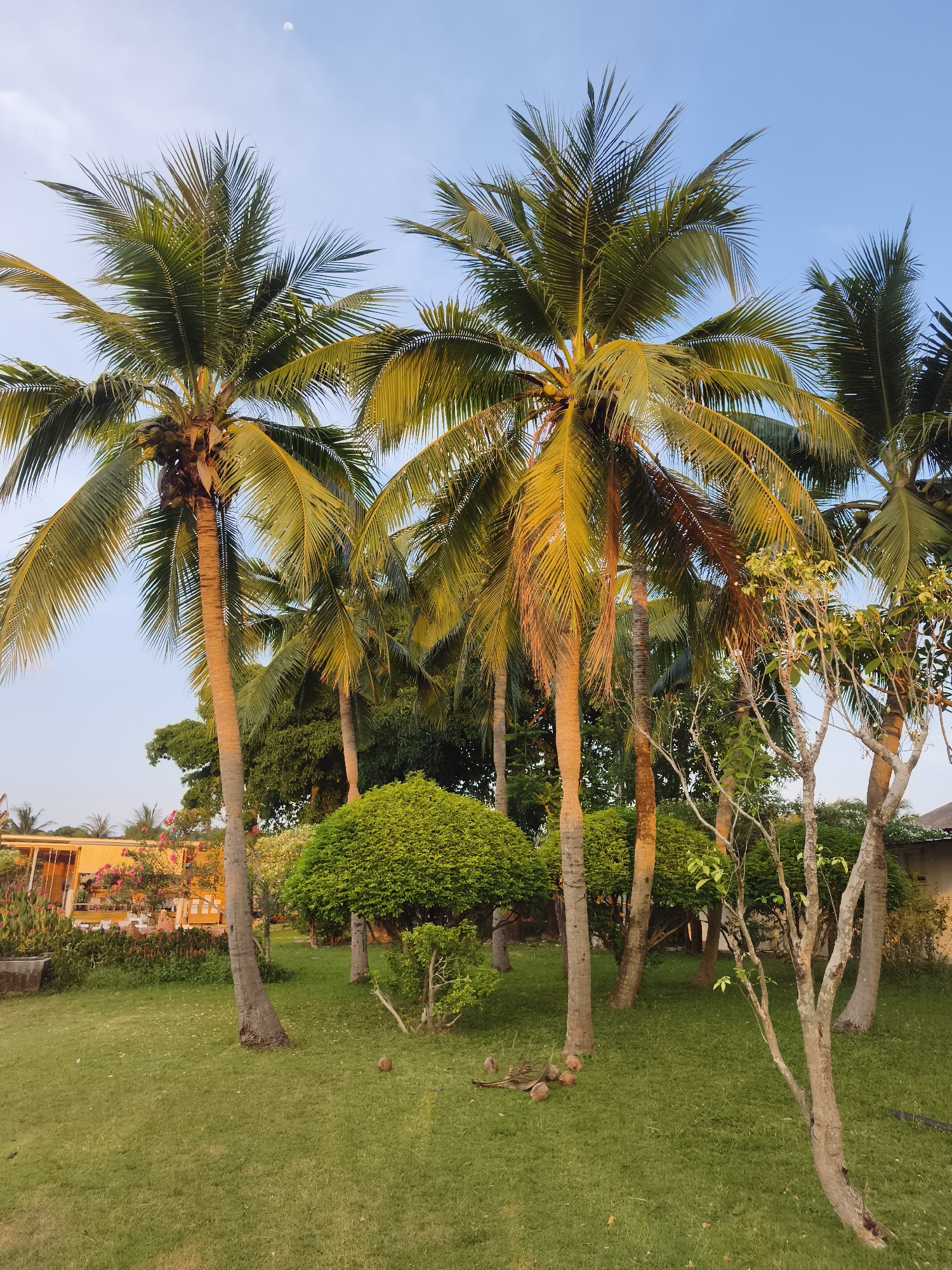 The image depicts a lush, green lawn in the city of บ้านบางรักษ์, Thailand, populated with several palm trees and other smaller trees and bushes. The palm trees are the tallest objects in the scene, with their trunks visible and their fronds reaching towards the blue sky. The lawn appears well-maintained, and a few fallen coconuts lie scattered on the grass. A building, possibly a house or resort, is visible in the background, partially obscured by the foliage. The overall impression is one of a tropical, well-cared-for landscape.
