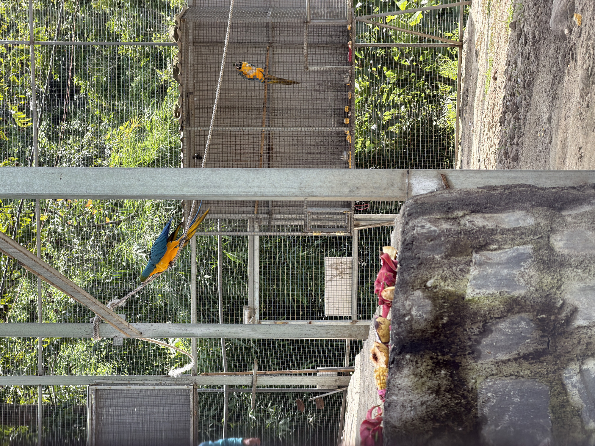 The image depicts an outdoor aviary in Định An, Vietnam, likely at a zoo or sanctuary. In the foreground, the top of a stone wall is visible, covered with moss and hosting scattered fruit remnants, including pieces of corn, what appear to be dragon fruit peels, and other unidentifiable organic matter.
Dominating the mid-ground are large metal and wire mesh enclosures designed to house birds. A bright blue and yellow macaw is perched on a rope suspended between two vertical metal poles within one enclosure. Another macaw, predominantly yellow and orange with some blue and black markings, is seen perched on a wooden dowel inside a larger enclosure to the right.
The background is filled with lush green foliage, suggesting a natural or semi-natural environment surrounding the aviary. The ground within and around the enclosures appears to be sandy or dirt, with some scattered pebbles. Sunlight filters through the trees and the mesh of the enclosures, casting shadows. In the far left of the image, a person wearing a light blue long-sleeved shirt is partially visible, facing away from the camera and towards the enclosures. The overall scene is one of an enclosed bird habitat with visible food offerings.