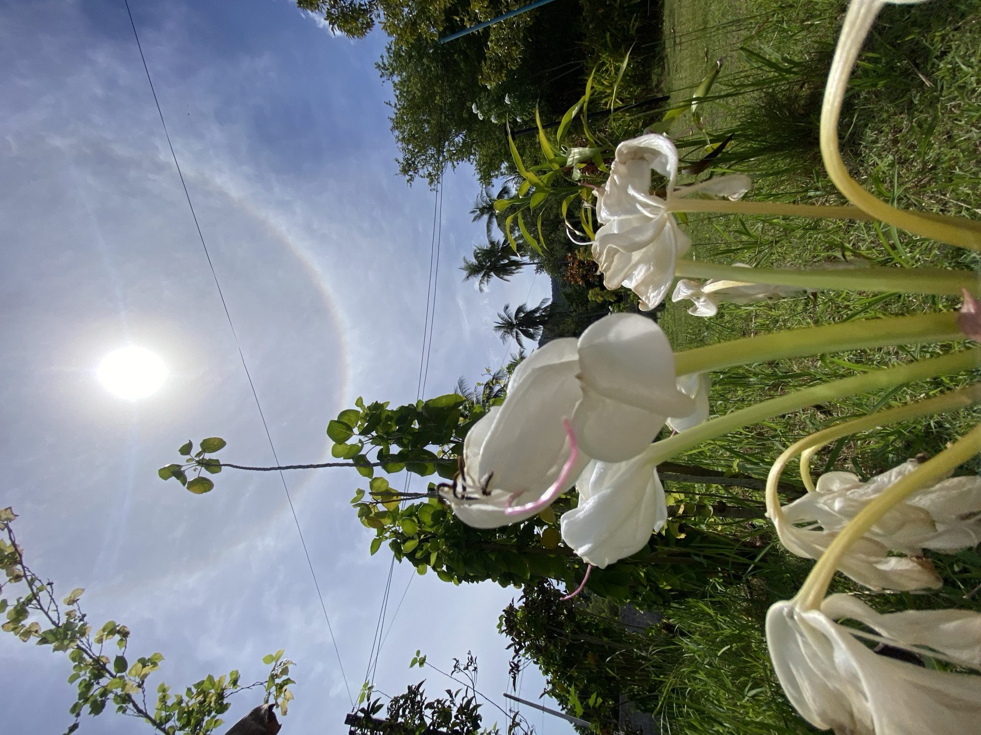 A low-angle, full outdoor shot captures a view of the sky above a garden in Koh Phangan, Thailand. The sun is positioned in the upper-center of the frame, partially obscured by a faint, circular rainbow-like atmospheric phenomenon known as a sun halo. The sky is a bright blue with scattered white clouds. In the foreground, several large, white flowers with delicate pink stamens dominate the bottom of the frame, some appearing wilted. Behind the flowers, lush green foliage, including palm trees and other tropical plants, creates a dense natural backdrop. Overhead, thin wires are strung across the sky, and branches from a tree extend into the upper-left corner. The lighting suggests a bright, sunny day.