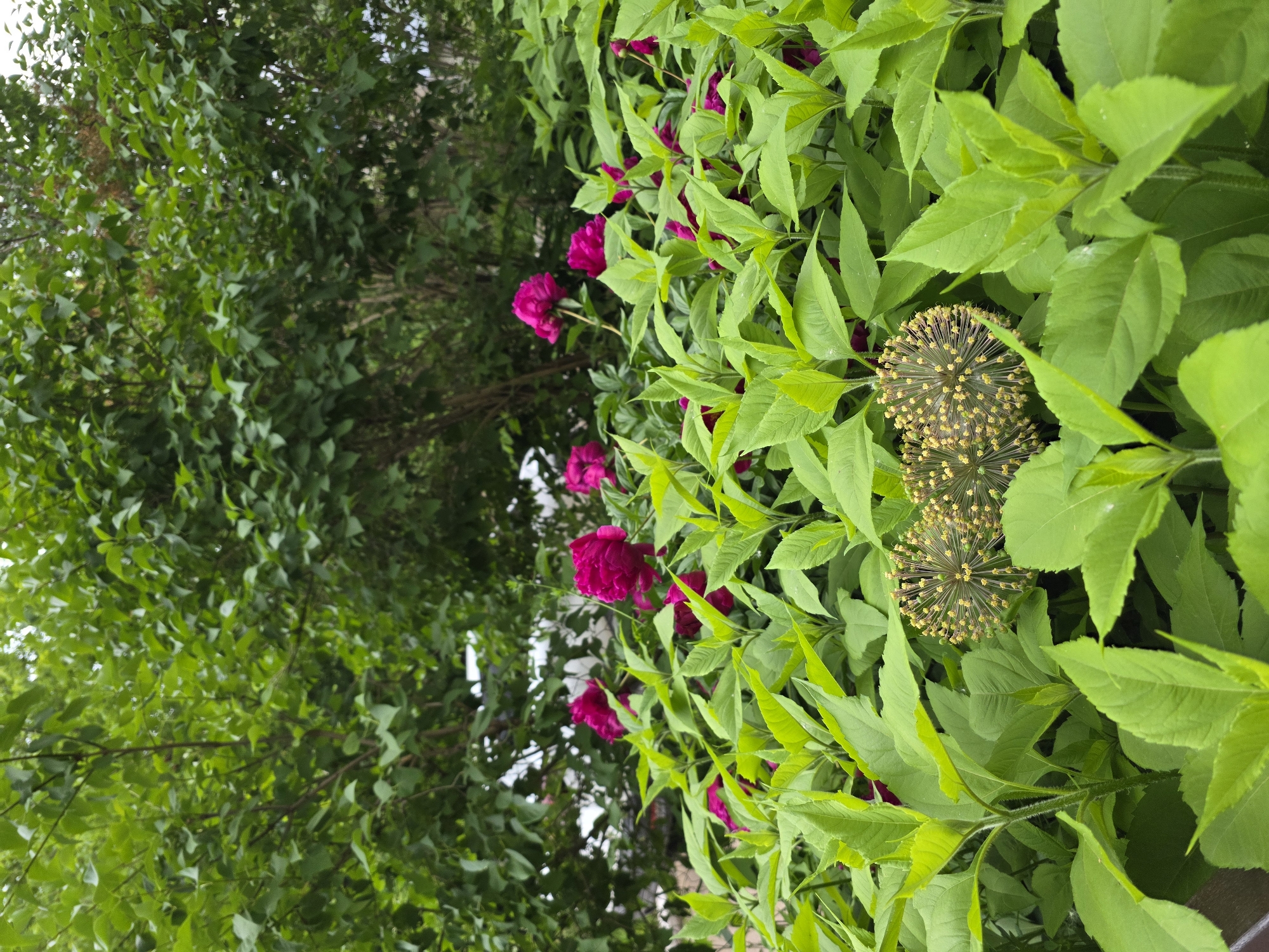 The image depicts a dense, lush garden scene, characterized by an abundance of vibrant green foliage. In the foreground, large, broad leaves form a verdant carpet, with some plants featuring fuzzy, greenish-yellow spherical flower heads composed of many tiny florets. Interspersed among the greenery are several prominent, deep pink peony flowers, some in full bloom and others as buds. In the background, a dense canopy of leafy trees creates a shaded atmosphere, with glimpses of lighter sky or background elements filtering through the leaves. The scene suggests a natural or cultivated outdoor setting within a garden or park. The location is identified as being in Chaikovsky, Russia. There are no people or animals visible in the image.