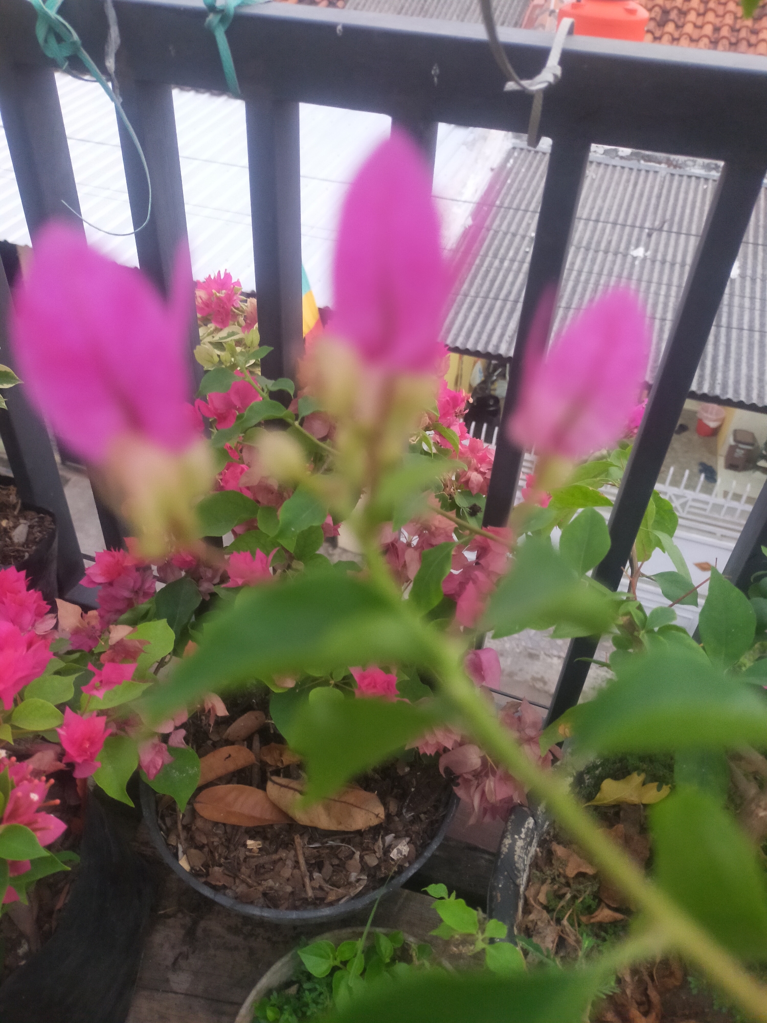 An out-of-focus, close-up shot taken from a balcony or elevated outdoor space shows a vibrant bougainvillea plant with bright pink bracts and green leaves. The plant is in several black pots, and the soil is visible with some dried leaves on top. In the background, out of focus, are rooftops of houses, likely in a residential area of Tegalandong, Indonesia. A black metal railing with green ties is in the foreground. The scene appears to be taken during daylight.