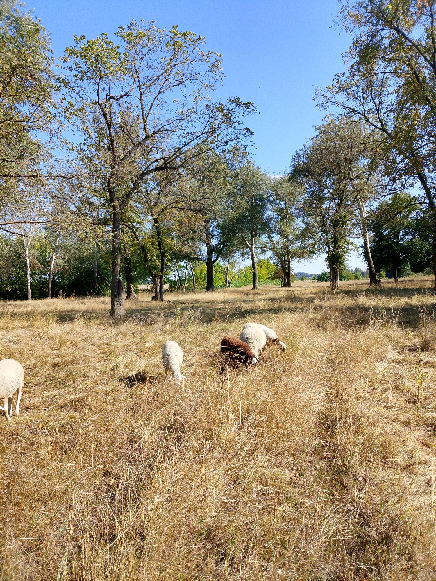 In a dry, grassy field with scattered trees and a bright blue sky, four sheep are grazing. One sheep is on the far left, facing away from the camera. Two sheep are in the center of the frame, one white and one brown, both with their heads down as if eating. Another white sheep is partially visible on the right, also grazing. The trees have sparse, green and yellowing leaves, suggesting late summer or early autumn. The ground is covered in dry, brown grass.