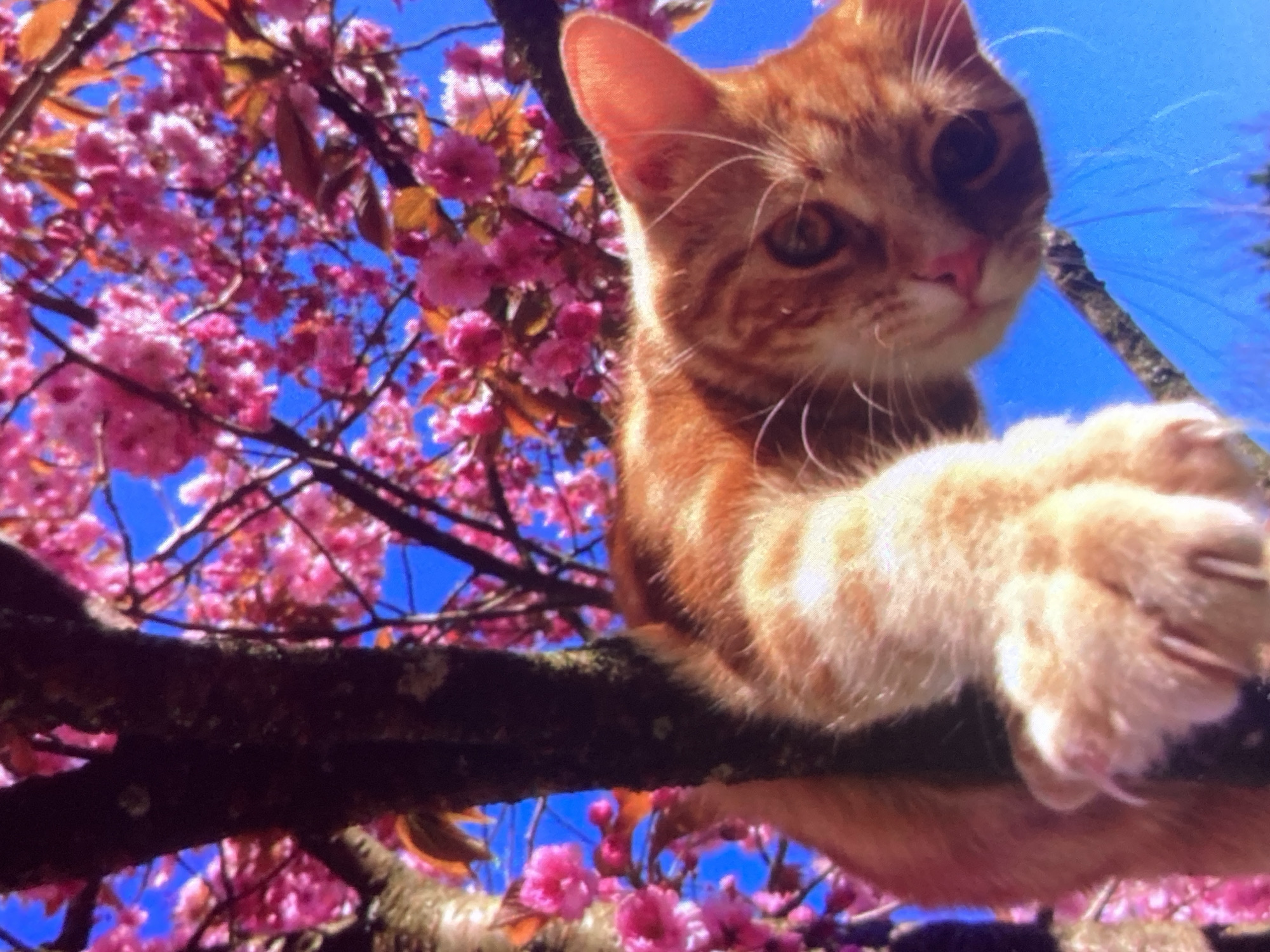 An orange tabby cat with white paws and chest is perched on the branch of a flowering cherry tree. The cat is looking down at the camera with its right paw extended. The tree is in full bloom with pink flowers and green leaves, set against a bright blue sky. The image is taken from a low angle, emphasizing the cat and the blossoms. The scene appears to be outdoors, likely in a garden or park, and could be in the city of Ustyvytsia, Ukraine, given the context. There are no people or other animals visible.
