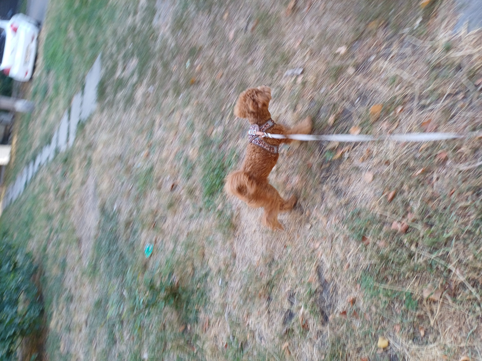 A small, light brown, fluffy dog wearing a patterned harness is walking on a leash outdoors. The dog is in motion, and the image is blurred, suggesting it was taken while the dog was running or walking quickly. The ground is covered with dry grass, fallen leaves, and some patches of green. A light-colored pathway made of flat stones is visible in the background, leading away from the foreground. A white car is parked in the distance, and some green foliage is present on the left side of the image. The scene appears to be in a park or a residential area with a pathway and greenery.