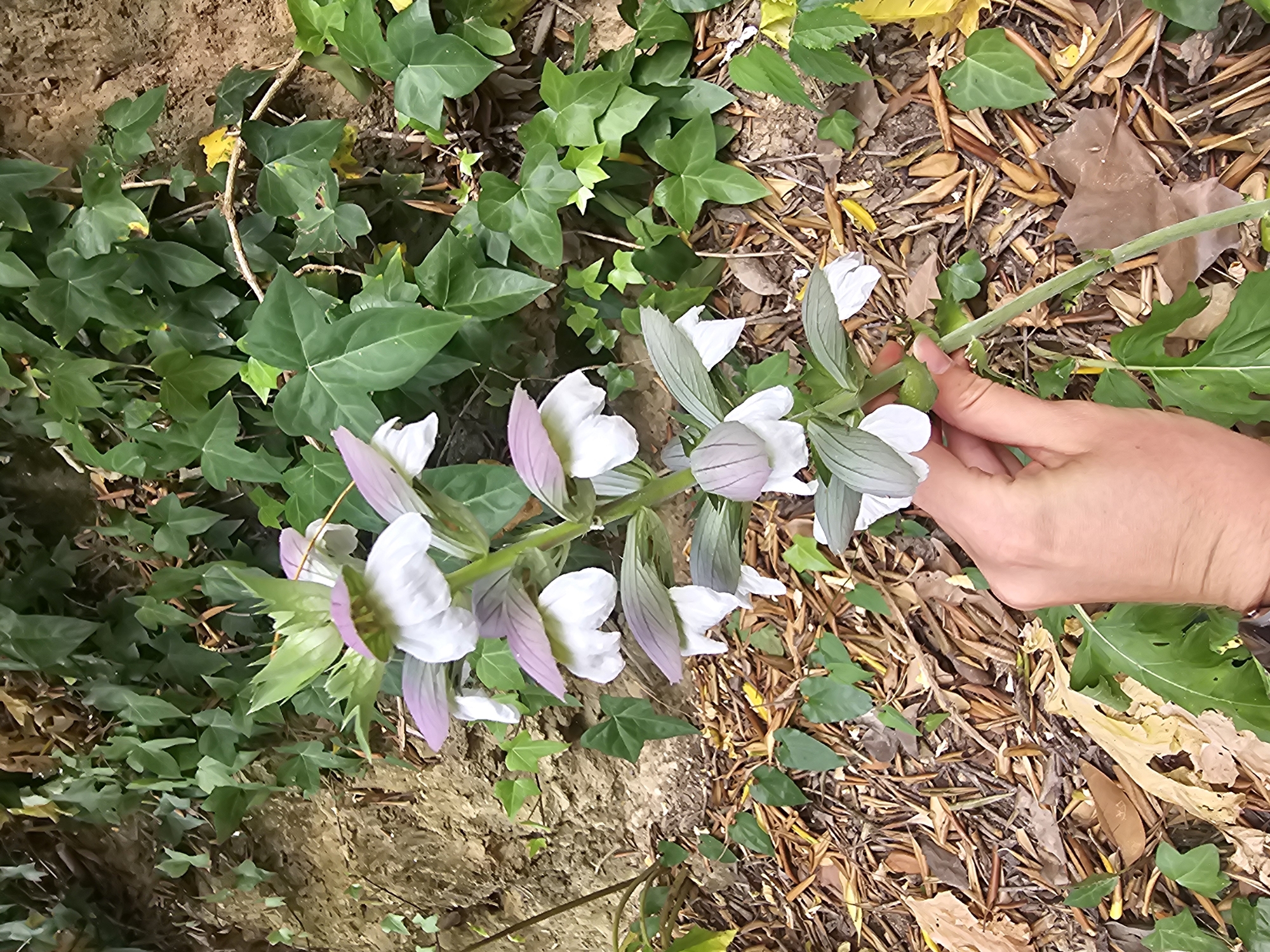 A person's hand is shown holding the stem of a flowering plant with white and purple petals. The plant is growing in a natural environment with ivy-covered rocks and a ground covered in dry leaves and twigs. The scene appears to be outdoors, possibly in a park or a natural area within a city. No specific location in Barcelona, Spain can be identified from the image alone.