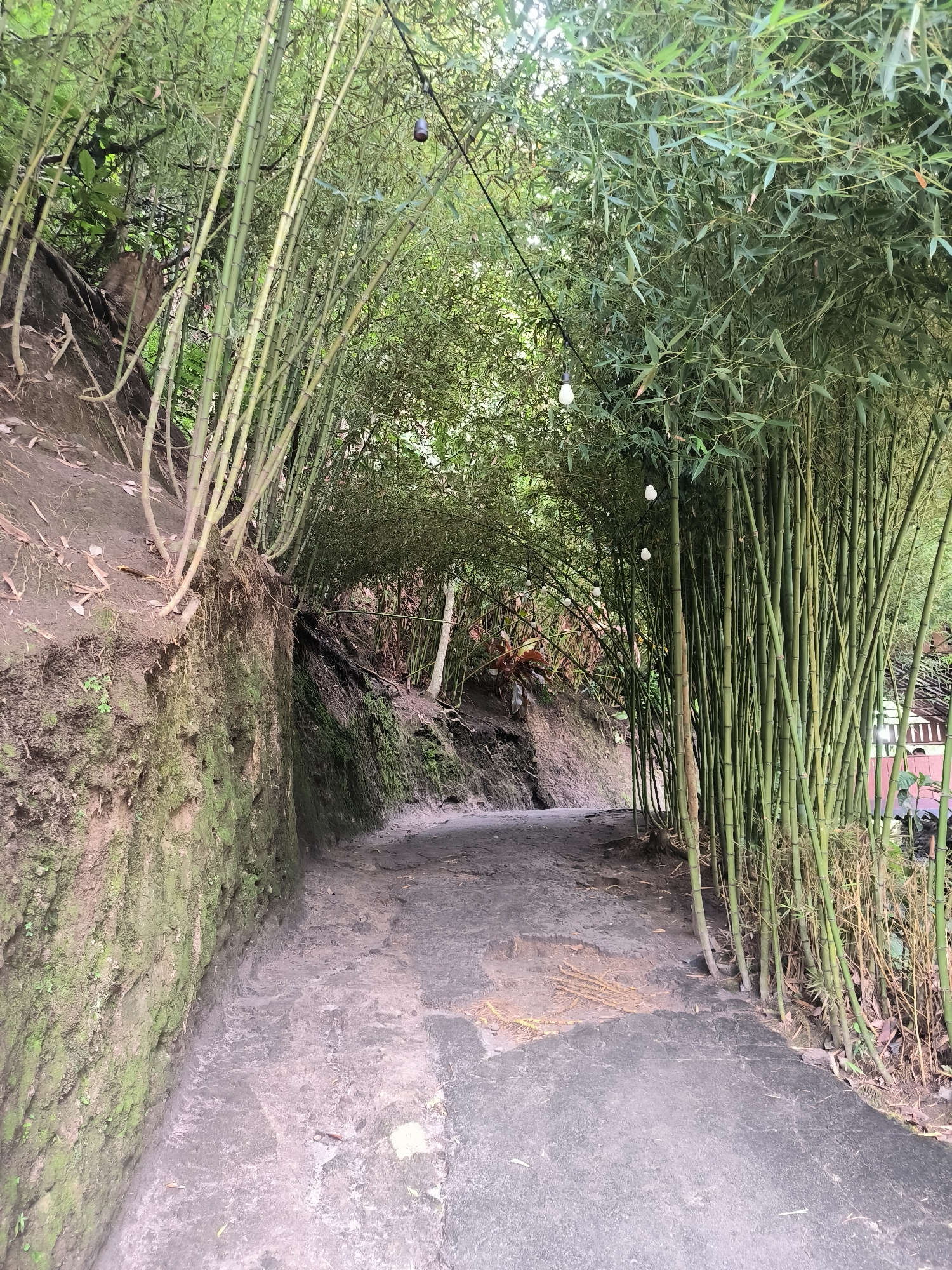 The image depicts a pathway through a dense bamboo forest. The pathway appears to be made of packed dirt or gravel, with some areas showing wear and tear. On the left side of the pathway, there is a steep, moss-covered embankment. On the right, the path is lined with tall, green bamboo stalks that form a natural canopy overhead. Several string lights are visible, hanging from the bamboo stalks, suggesting the area may be used for events or as a scenic route. The overall environment is lush and verdant, with a natural, somewhat wild appearance. There are no people visible in the image. The location is identified as being in Tansaril, Indonesia.