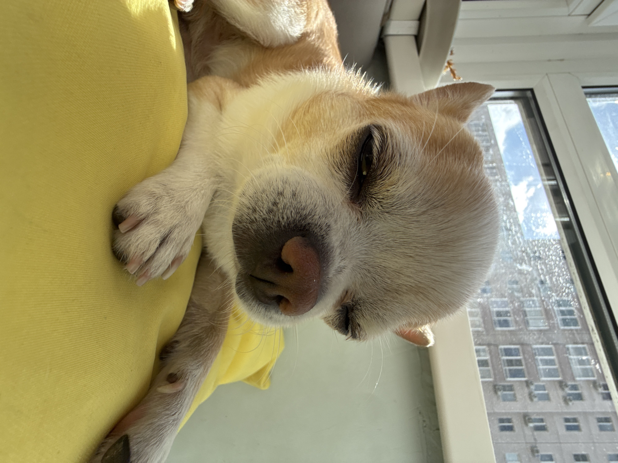 A tan Chihuahua lies on a yellow surface, possibly a person's shoulder, near a window. The dog's face is close to the camera, showing details of its pink nose and closed eyes. Outside the window, a multi-story building is visible, suggesting an urban environment. The location is Rostov-on-Don, Russia. Raindrops are visible on the window.