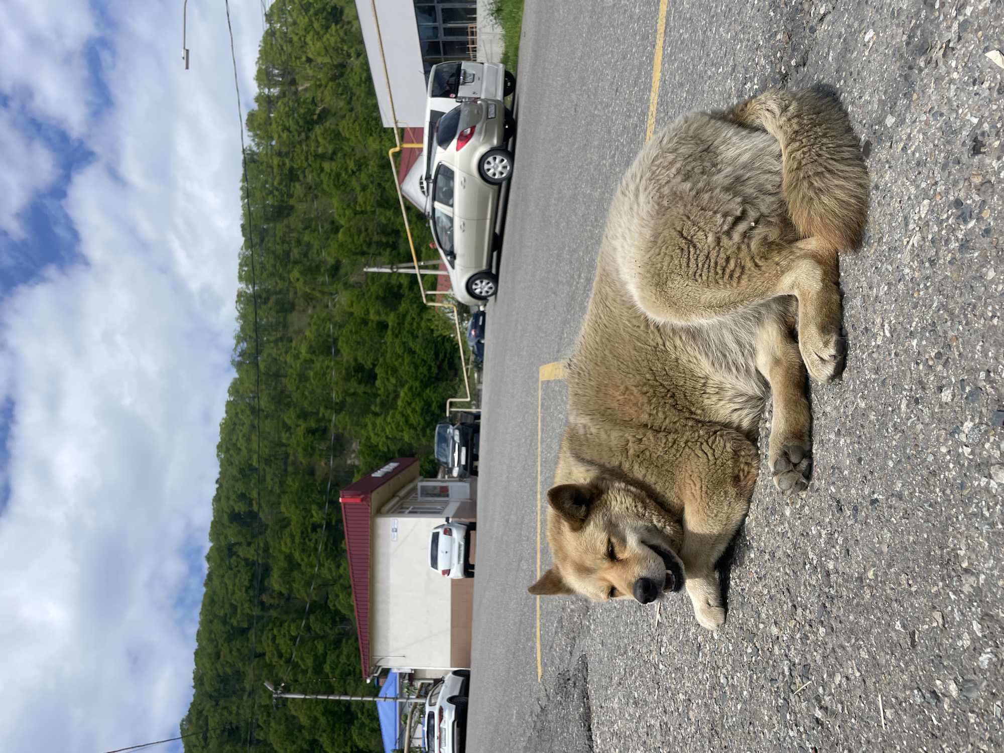 A tan dog is lying on the asphalt surface of a parking lot. The parking lot is marked with yellow lines. In the background are several parked cars, including a white van, a silver car, and other vehicles obscured by distance. A building with a red roof and light-colored walls is visible in the midground. Beyond the parking lot, a green hillside ascends into the distance, with blue sky and clouds above. The city of Baranovka, Russia is the location.
