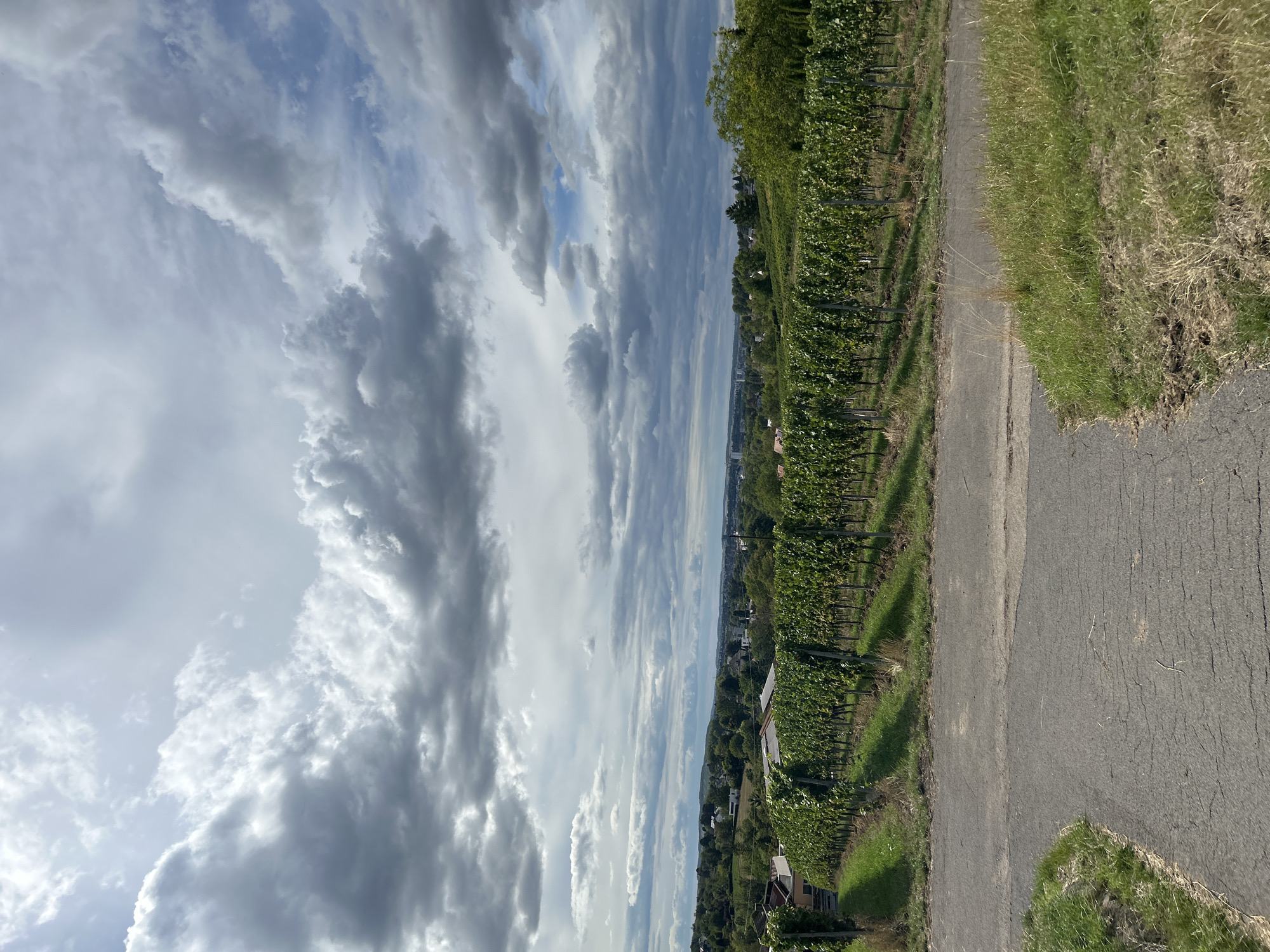 A wide shot captures a vineyard landscape under a cloudy sky. In the foreground, a paved path curves into the frame, bordered by dry grass and some vegetation. The middle ground is dominated by rows of lush green grapevines, meticulously arranged on a gentle slope, casting long shadows on the grass below. Beyond the vineyard, a town or city is visible in the distance, with buildings nestled amongst trees and hills. The sky is filled with dramatic, gray clouds that obscure most of the sun, but hints of blue peek through in some areas. The overall impression is a serene, rural scene with a hint of an urban backdrop.