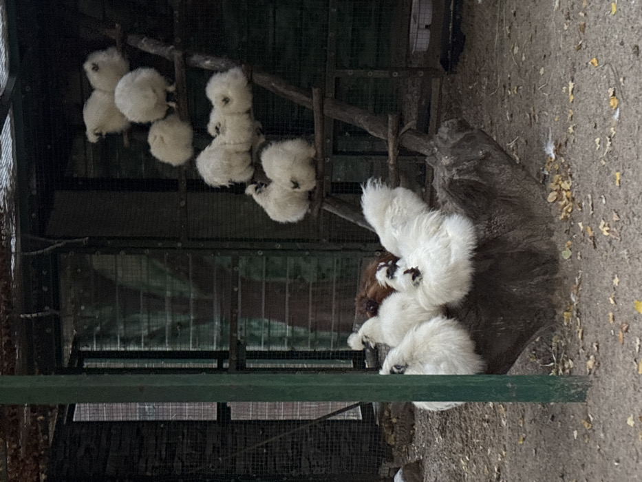 The scene depicts an outdoor poultry enclosure in Lisne, Ukraine. Sixteen chickens are visible within the frame. On the lower left, five white Silkie chickens, characterized by their fluffy plumage and crests, are resting on a dark, gnarled tree stump. One brown chicken is partially visible behind them. To the right, eleven additional white Silkie chickens are perched on a multi-tiered wooden structure resembling a ladder with several horizontal perches. A vertical green metal pole occupies the left foreground. The background consists of a wire mesh fence, behind which a dark building structure is visible. The ground is exposed dirt with scattered dry autumn leaves, and a light-colored, shallow circular dish is present on the ground in the far right background.