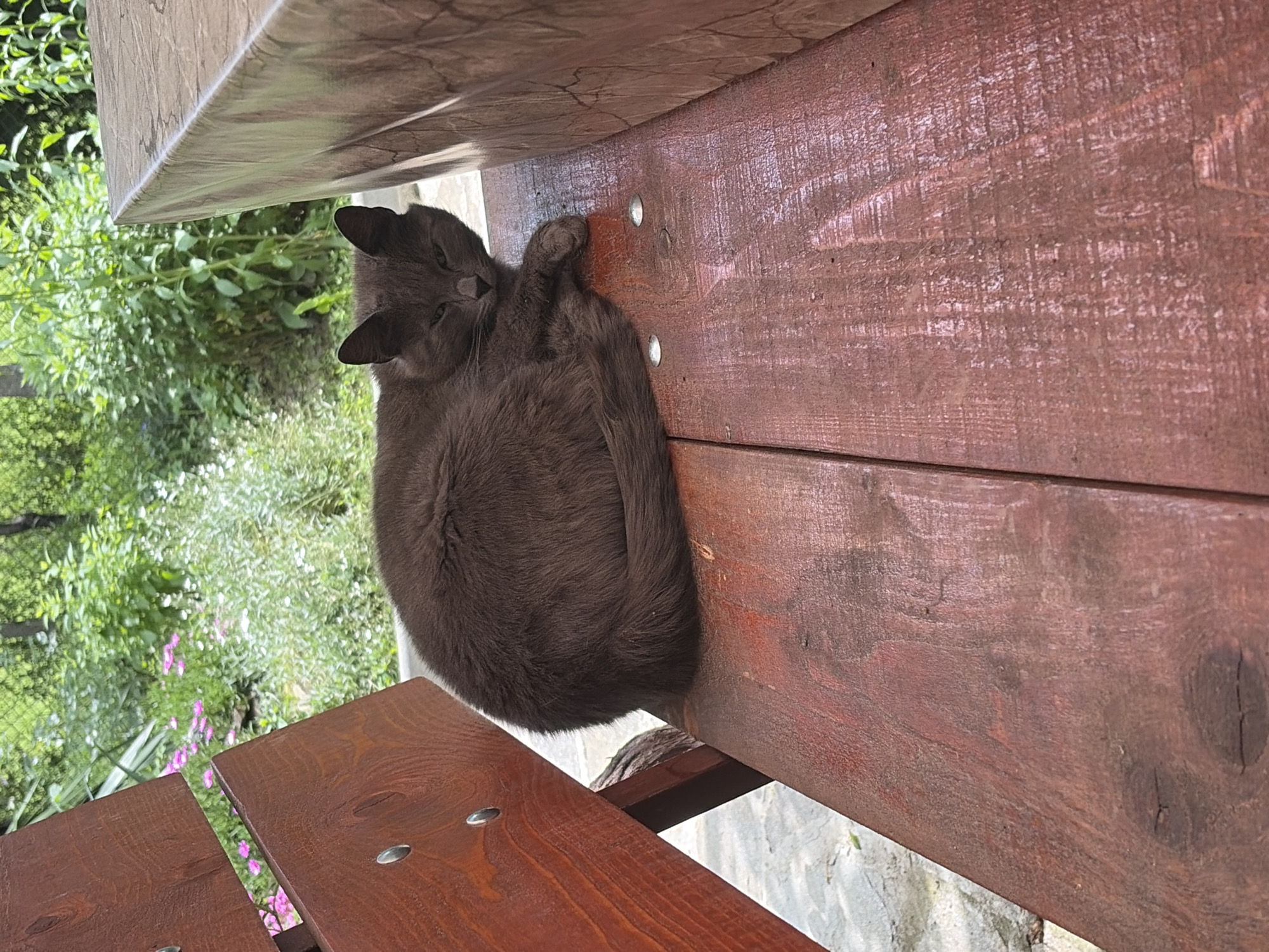 A gray domestic cat is depicted resting on a reddish-brown wooden surface in an outdoor setting, likely a garden or patio in Gabrovo, Bulgaria. The image is rotated 90 degrees counter-clockwise, making the cat appear to be on a vertical surface, though it is actually lying horizontally on a bench or similar structure.
The cat, with dark gray fur, is curled tightly into a ball, appearing to be asleep or deeply relaxed. Its head is visible on the left side of its body, with its eyes partially closed or squinting. One paw is visible tucked under its head, resting against the wooden plank. The cat's fur shows subtle variations in texture and shading.
The wooden surface it rests on consists of multiple planks, stained a deep reddish-brown color, exhibiting visible wood grain and some knots. Silver, circular fasteners or screws are embedded in one of the planks near the cat. Above the cat, another light-colored surface, possibly the underside of a table or shelf, is visible.
In the background, lush green foliage and bushes are prominent, indicating a vibrant outdoor environment. Small clusters of pink flowers can be seen among the greenery, suggesting a warm season. Below the wooden structure, a light-colored, rough-textured surface, possibly a stone wall or concrete ground, is partially visible. The overall lighting is bright, indicative of daytime. No visible text is present in the image.