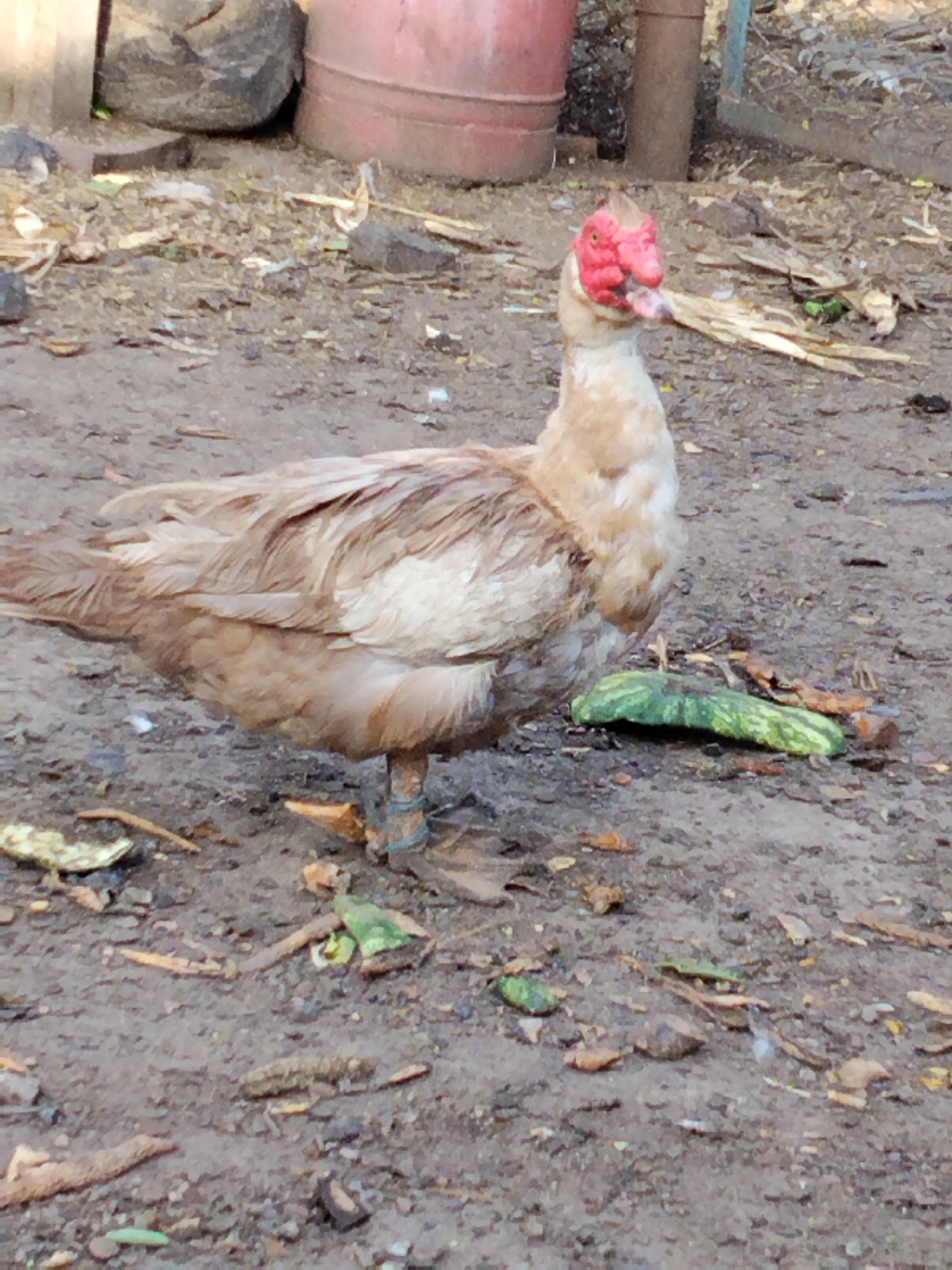 A muscovy duck stands on a dirt ground next to a piece of watermelon rind. The duck has a light brown and white feathered body and a fleshy red face. Its legs appear to be tied together with a string. In the background, a large red barrel and a dark gray tire are visible. The ground is covered with dirt, leaves, and debris.