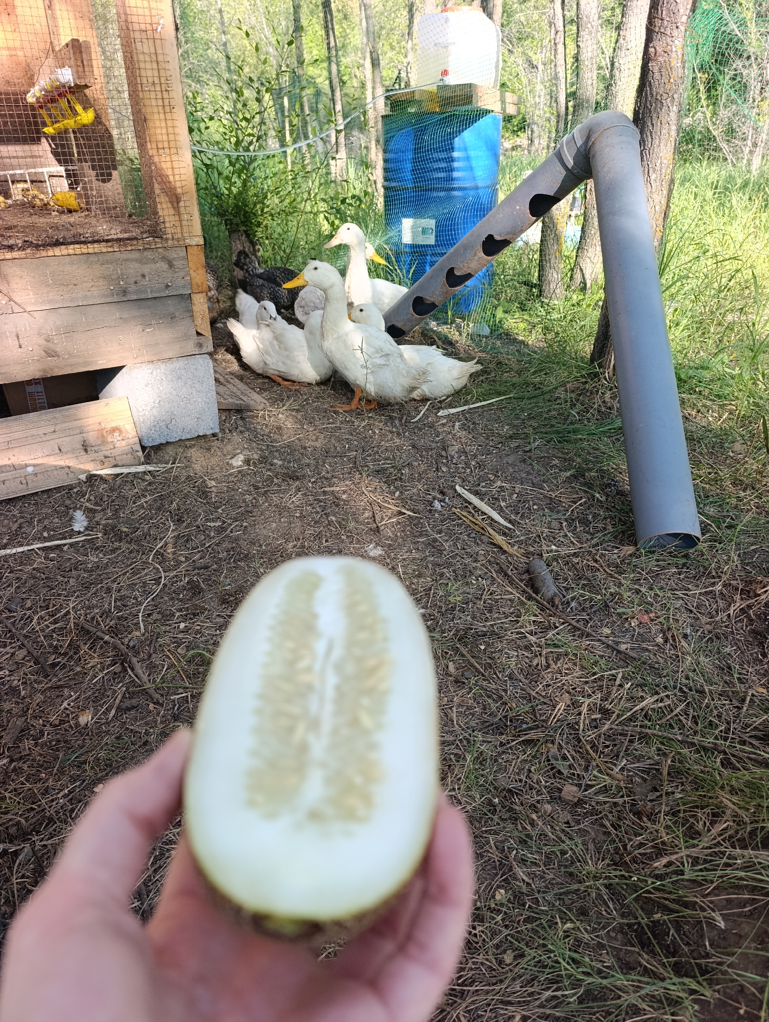 In Dimitrovskii, Russia, a medium shot captures a natural outdoor setting. The foreground features a hand holding a partially sliced cucumber, its pale green flesh revealing numerous small seeds. The background is occupied by several white Pekin ducks and a few black chickens gathered near a wooden coop. A large blue barrel and a grey metal pipe are also visible. The ground is covered with dry grass and dirt. The scene appears to be in a rural or backyard environment.