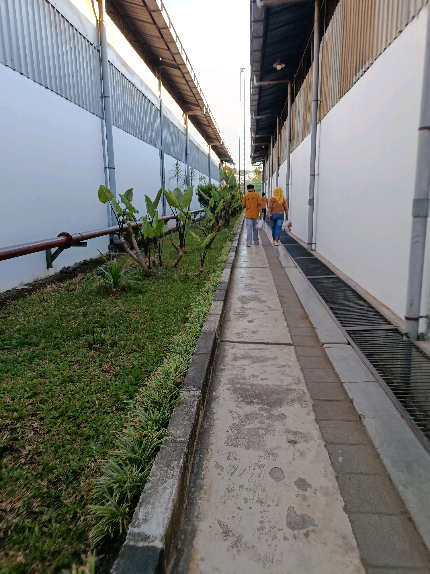 This is a vertical, eye-level outdoor shot of a pathway next to a building with a grassy area on the other side, set in Kembangarum, Indonesia. Two individuals are walking away from the camera down the pathway. The person in front is wearing a light brown t-shirt and grey pants, and appears to be carrying a plastic bag. The person behind them is wearing a yellow hijab and a light brown t-shirt, also carrying a plastic bag. The pathway is made of concrete and has a drainage grate on its right side. The grassy area to the left of the pathway is lined with small plants and a horizontal pipe. The building to the left is white with a corrugated metal roof structure. The building to the right is also white with a similar roof structure. The sky is visible in the upper background.